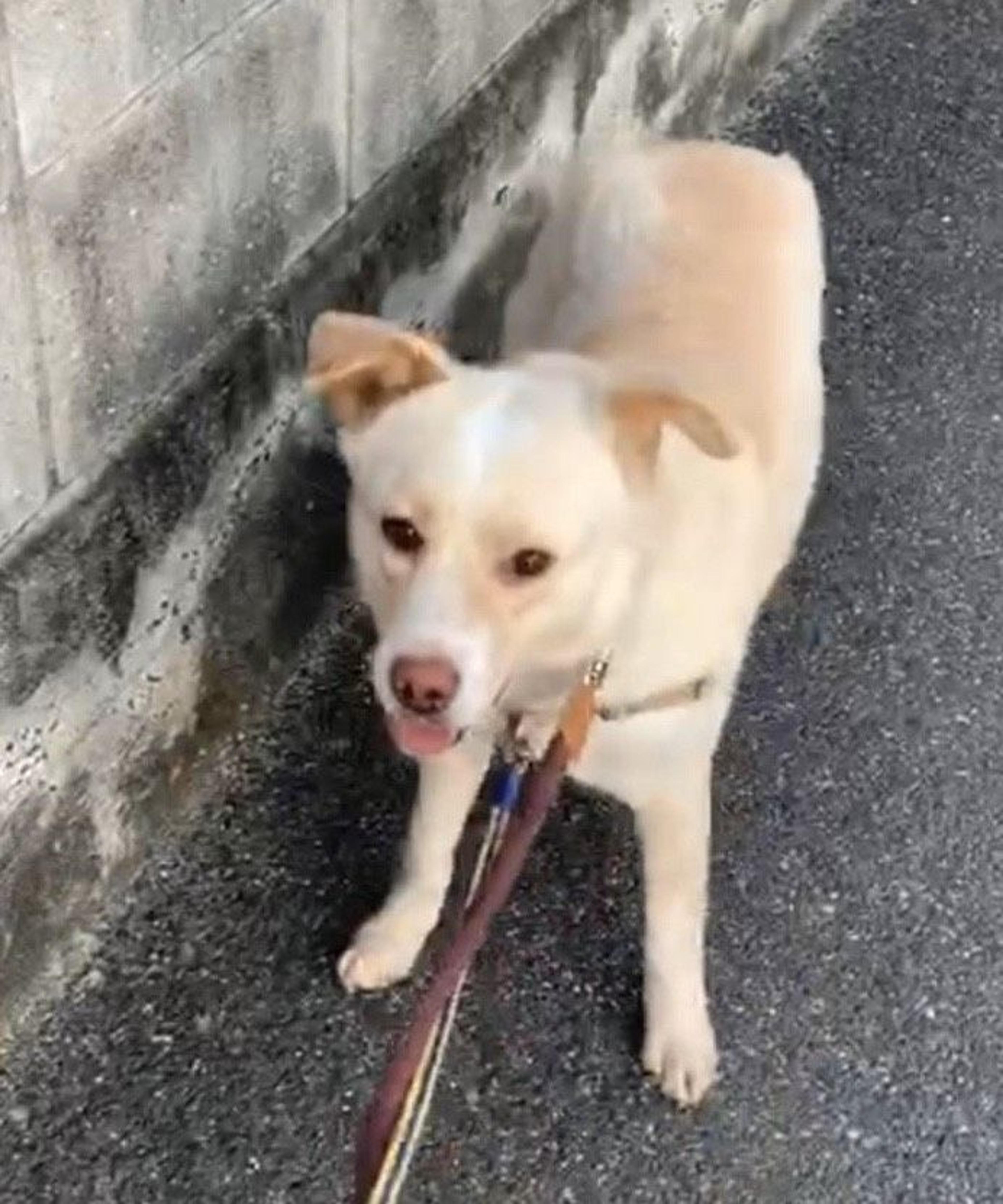 pet-image-4