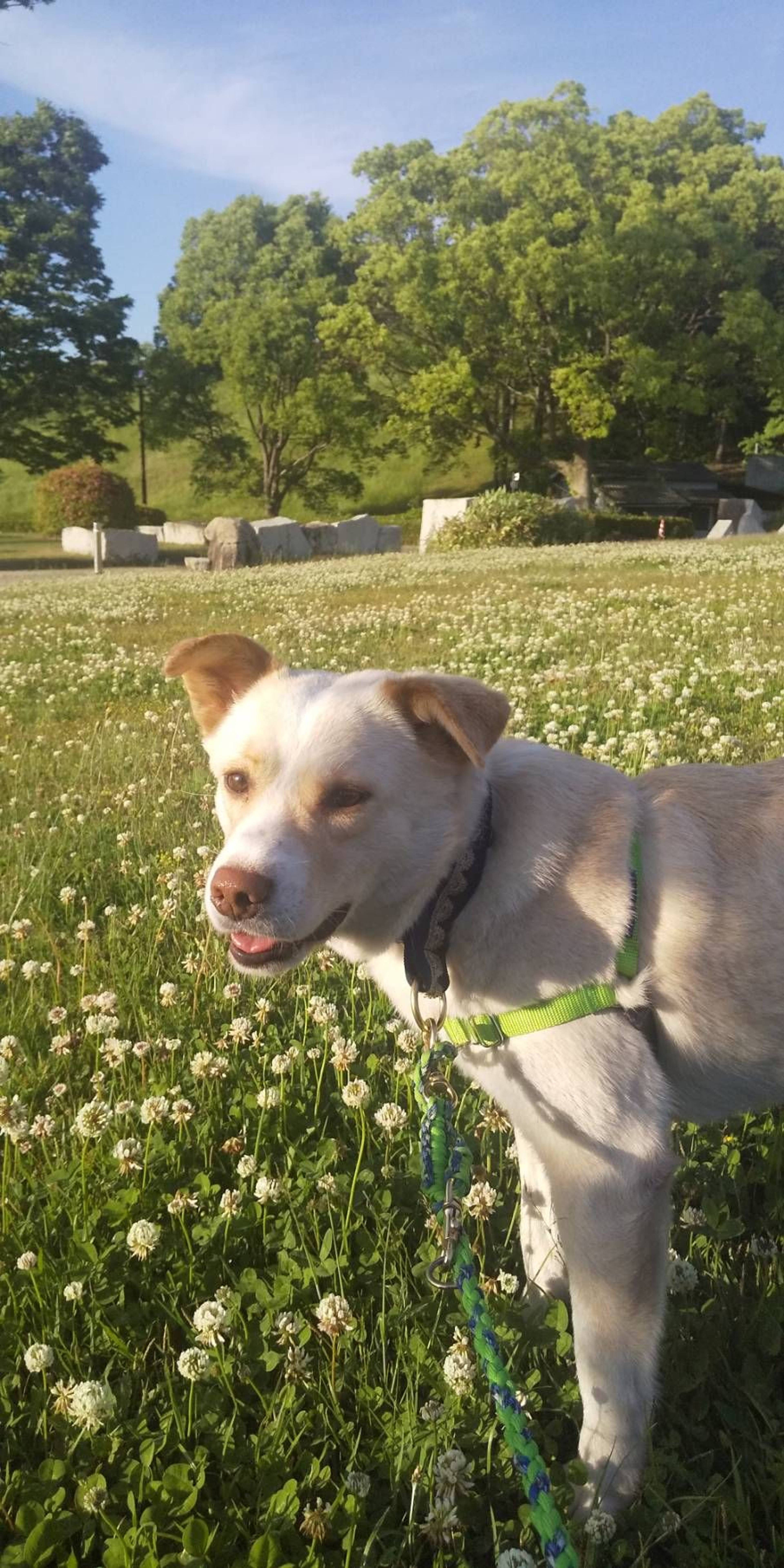 雑種（ミックス犬）・オスの里親募集の写真