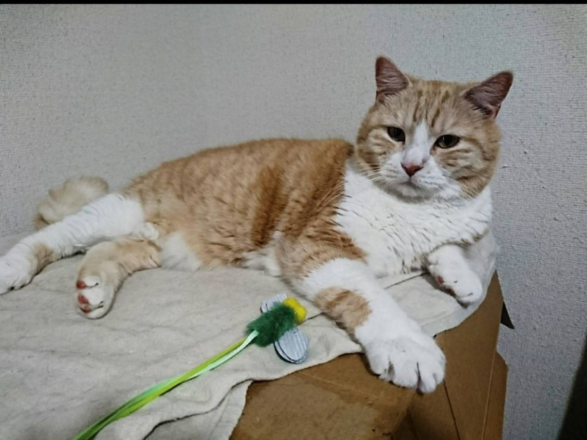 マンチカン・オスの里親募集の写真