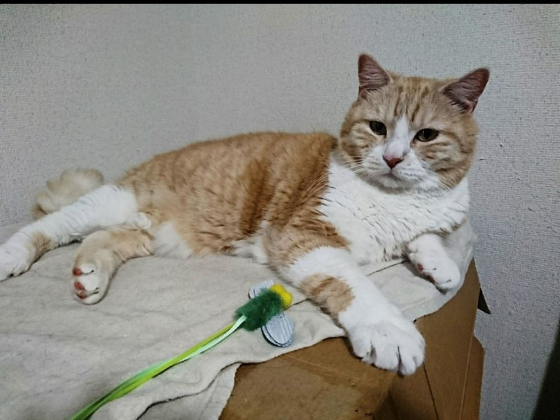 マンチカン・オスの里親募集の写真