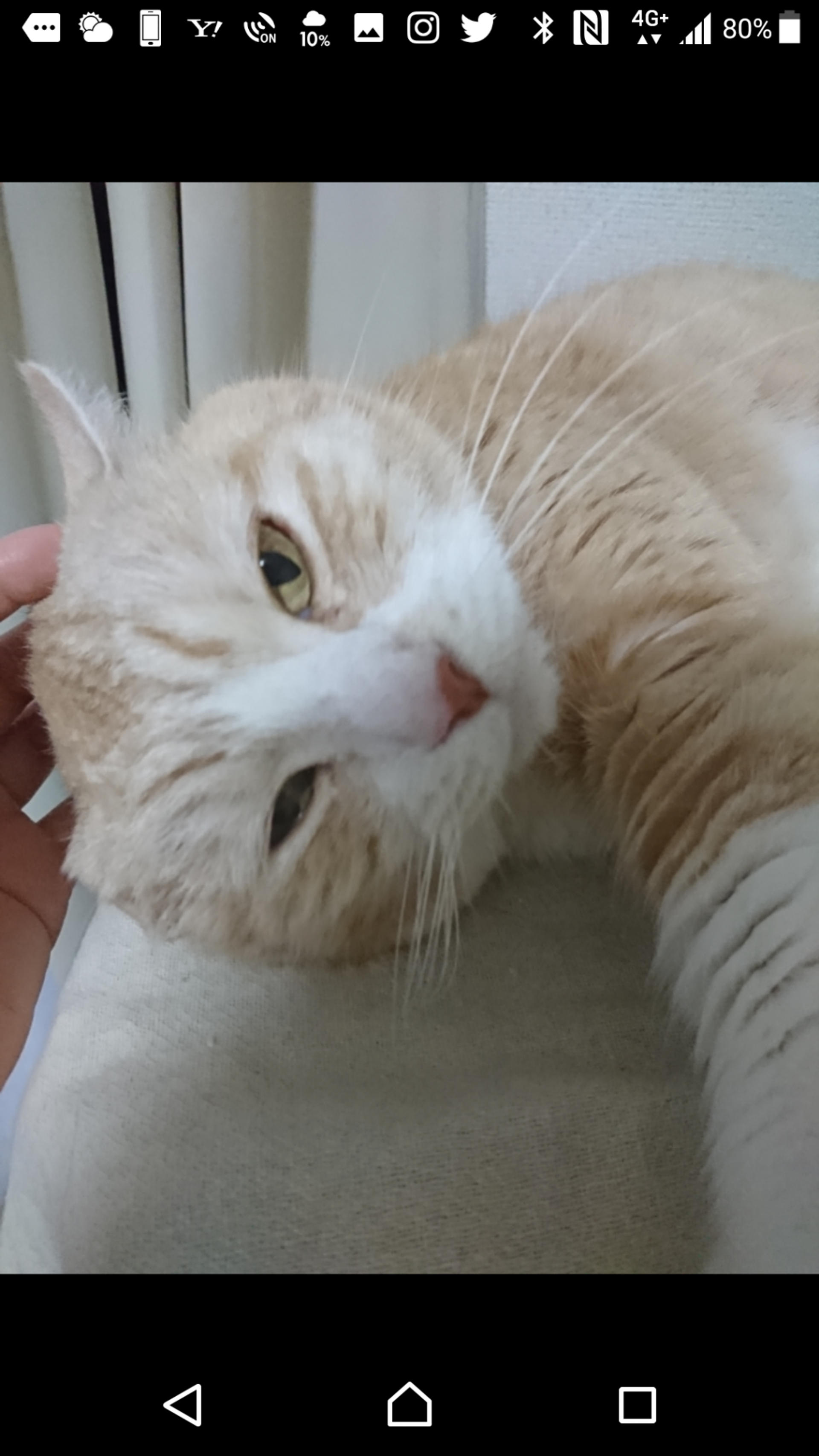pet-image-2