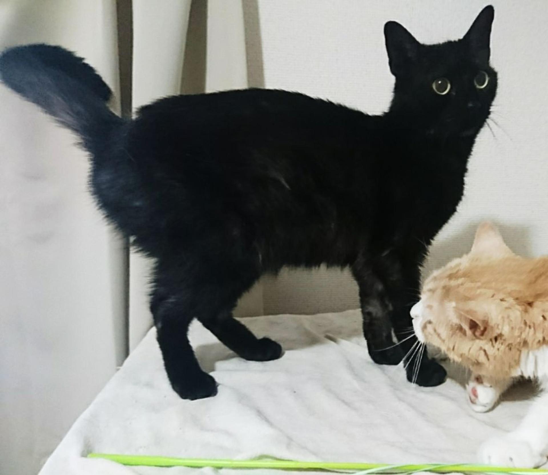 pet-image-2