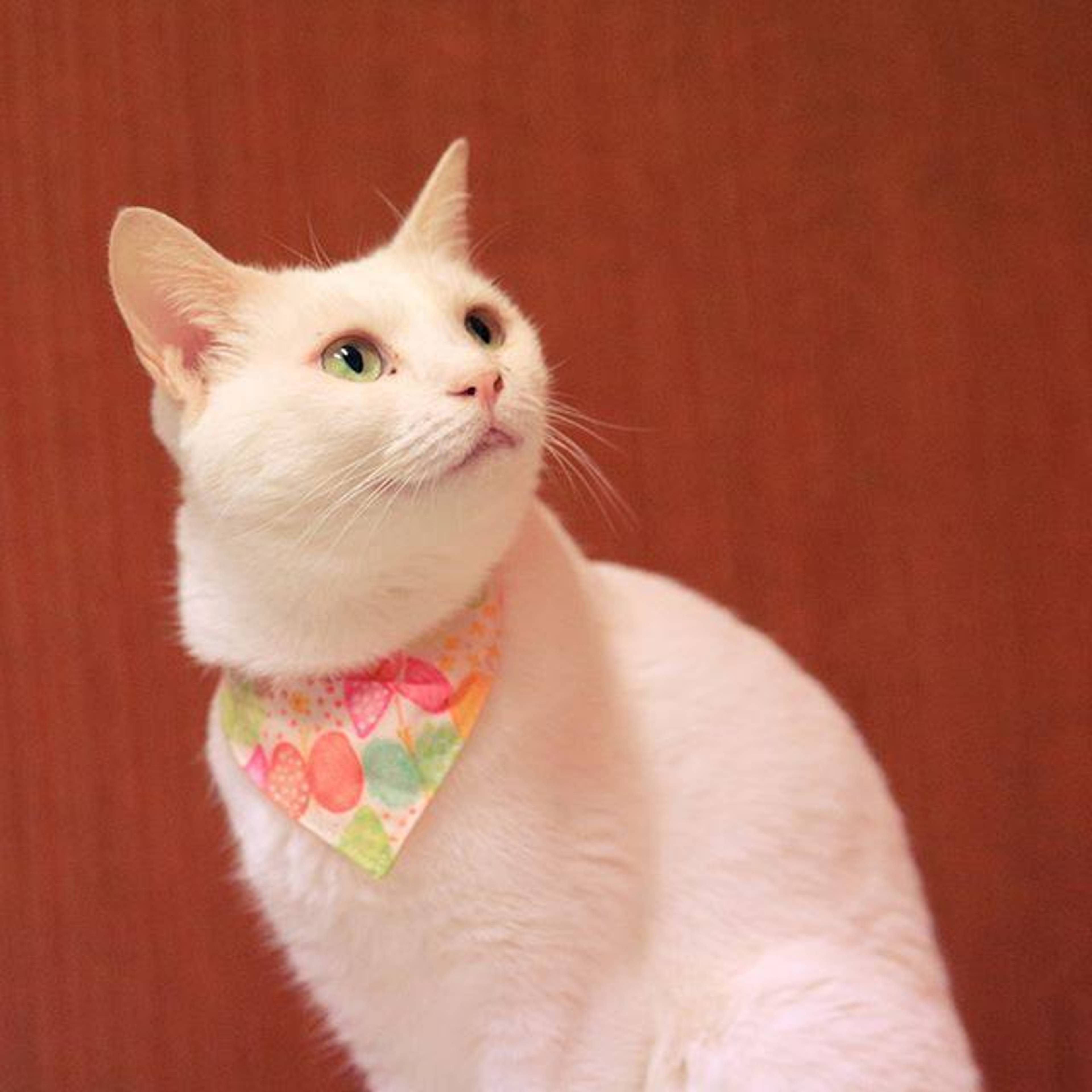 雑種（ミックス猫）・メスの里親募集の写真