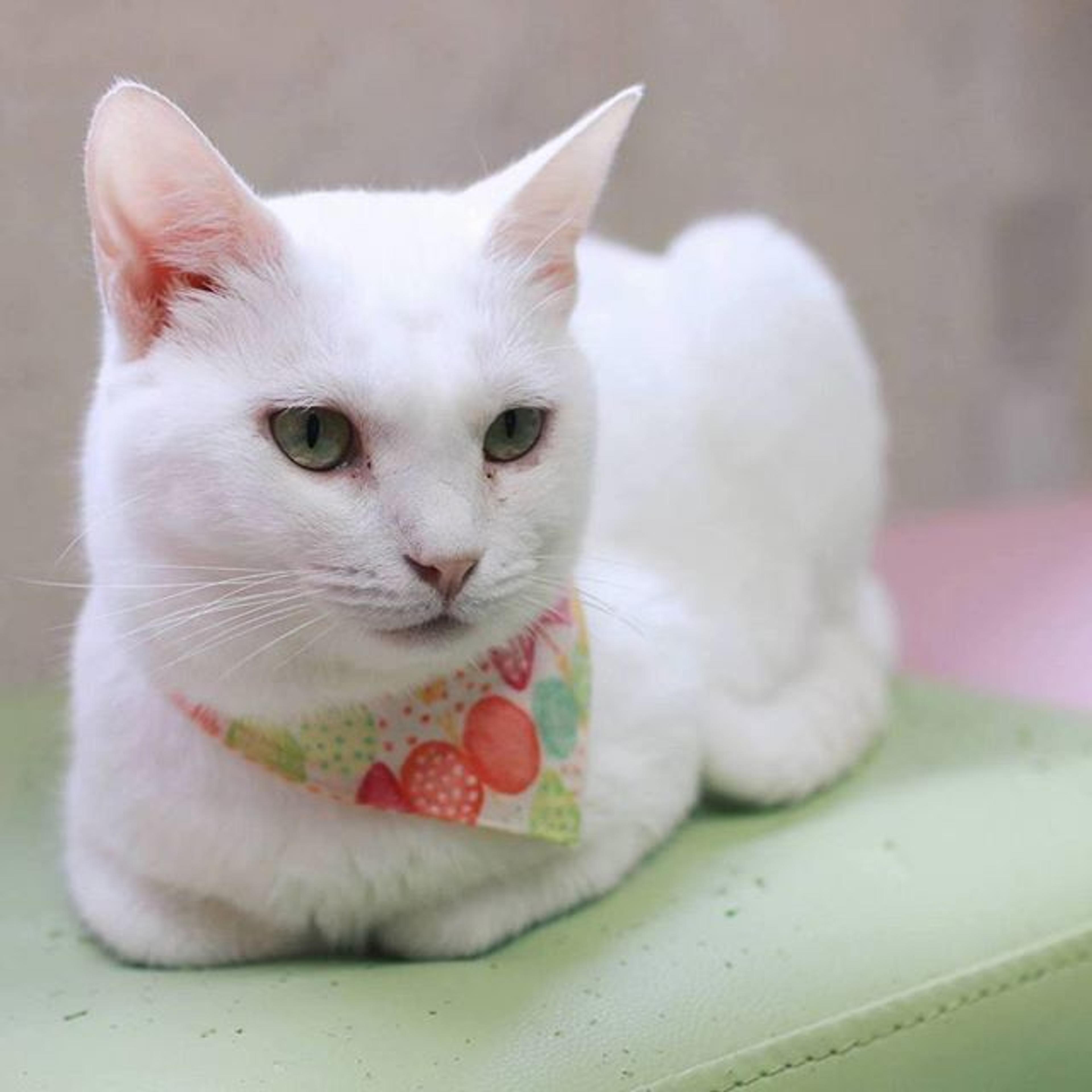 pet-image-2