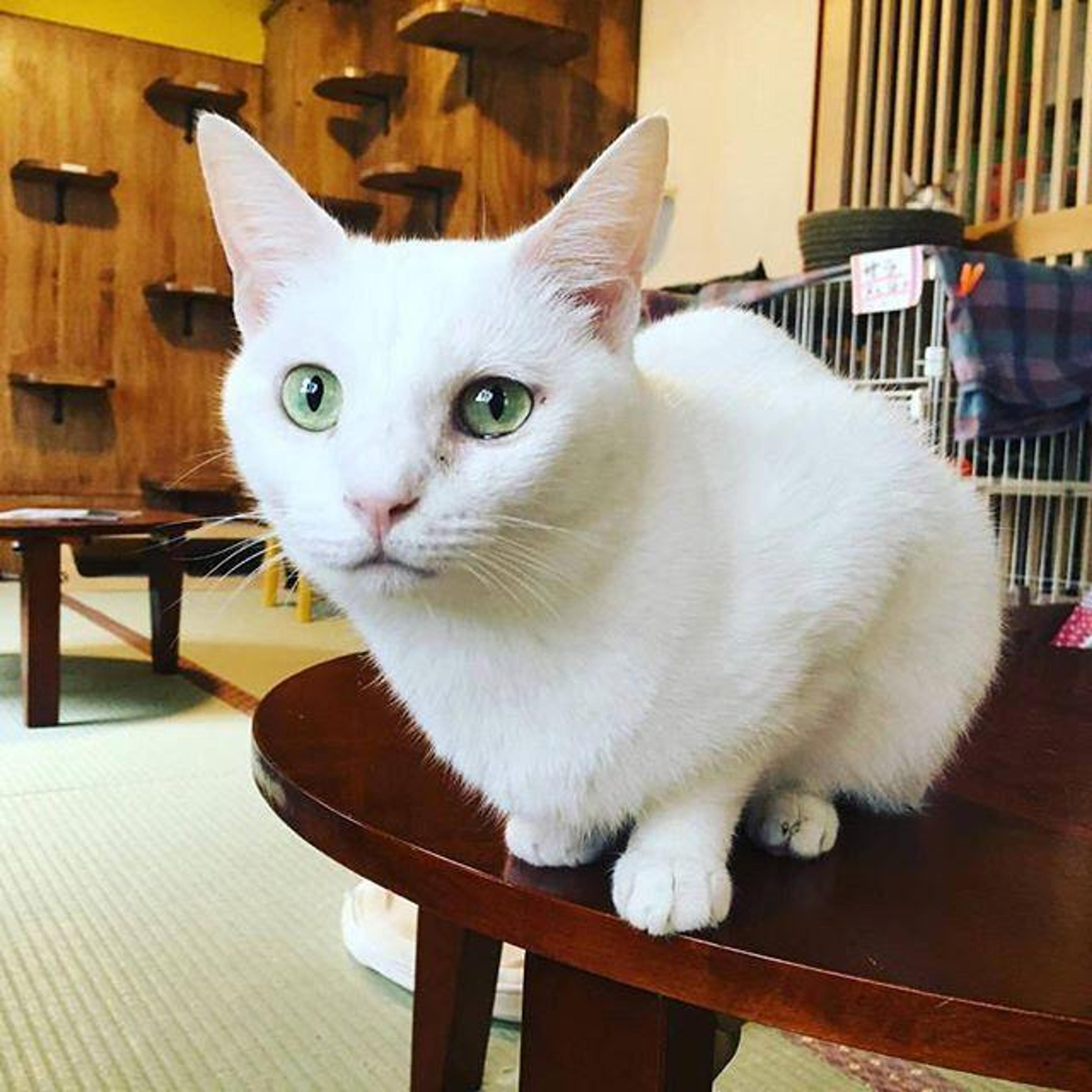pet-image-3