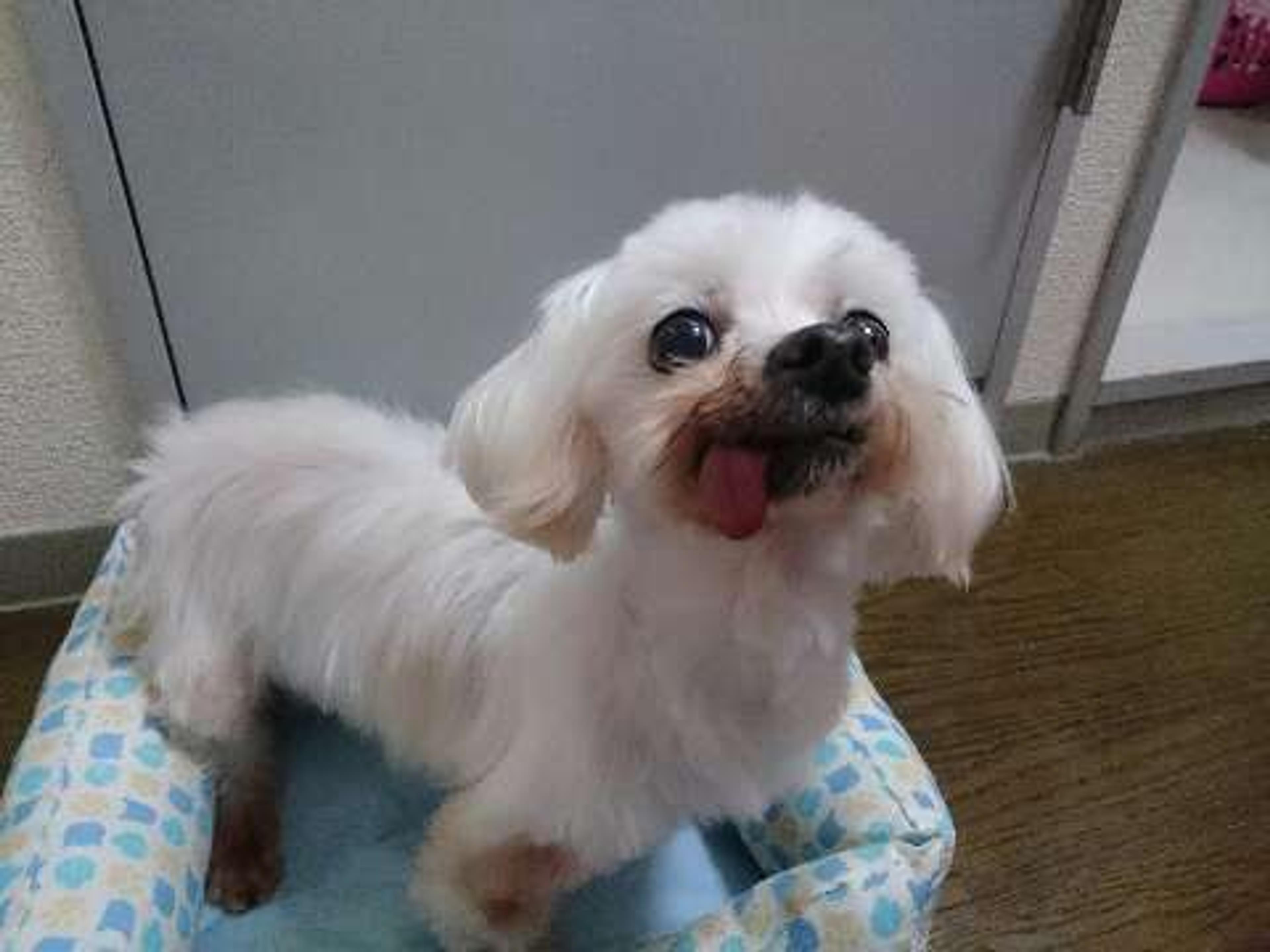 pet-image-2
