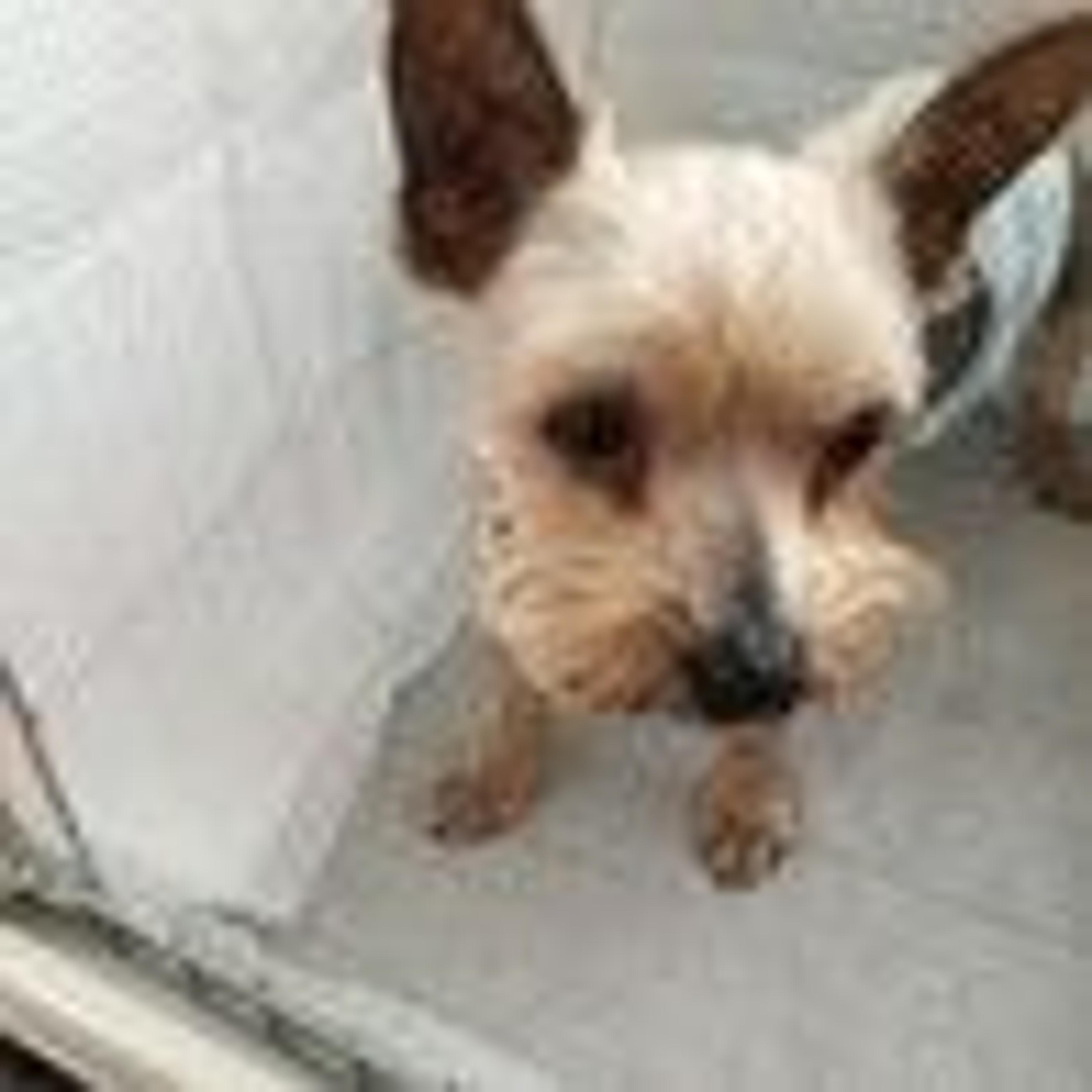 pet-image-2