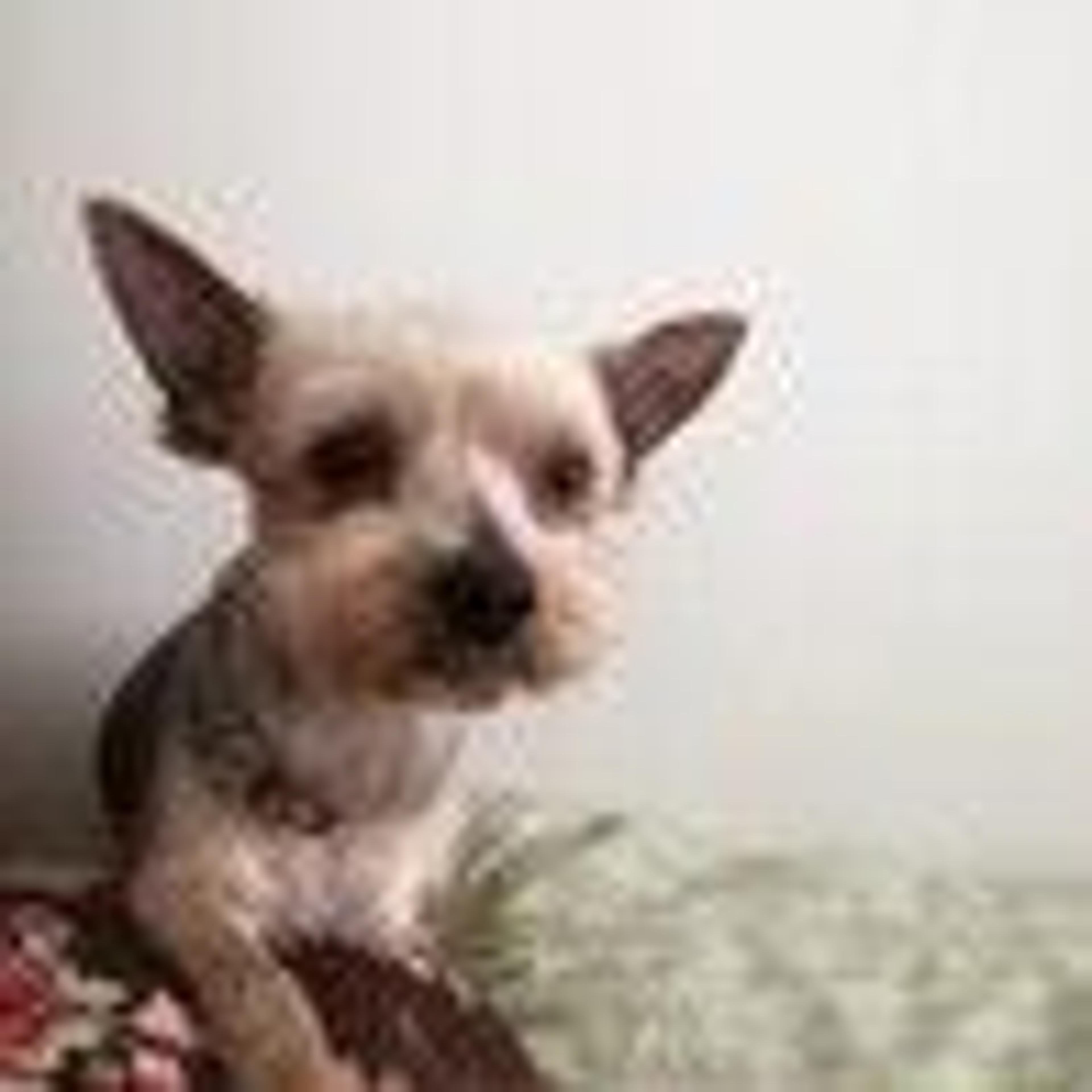 pet-image-3