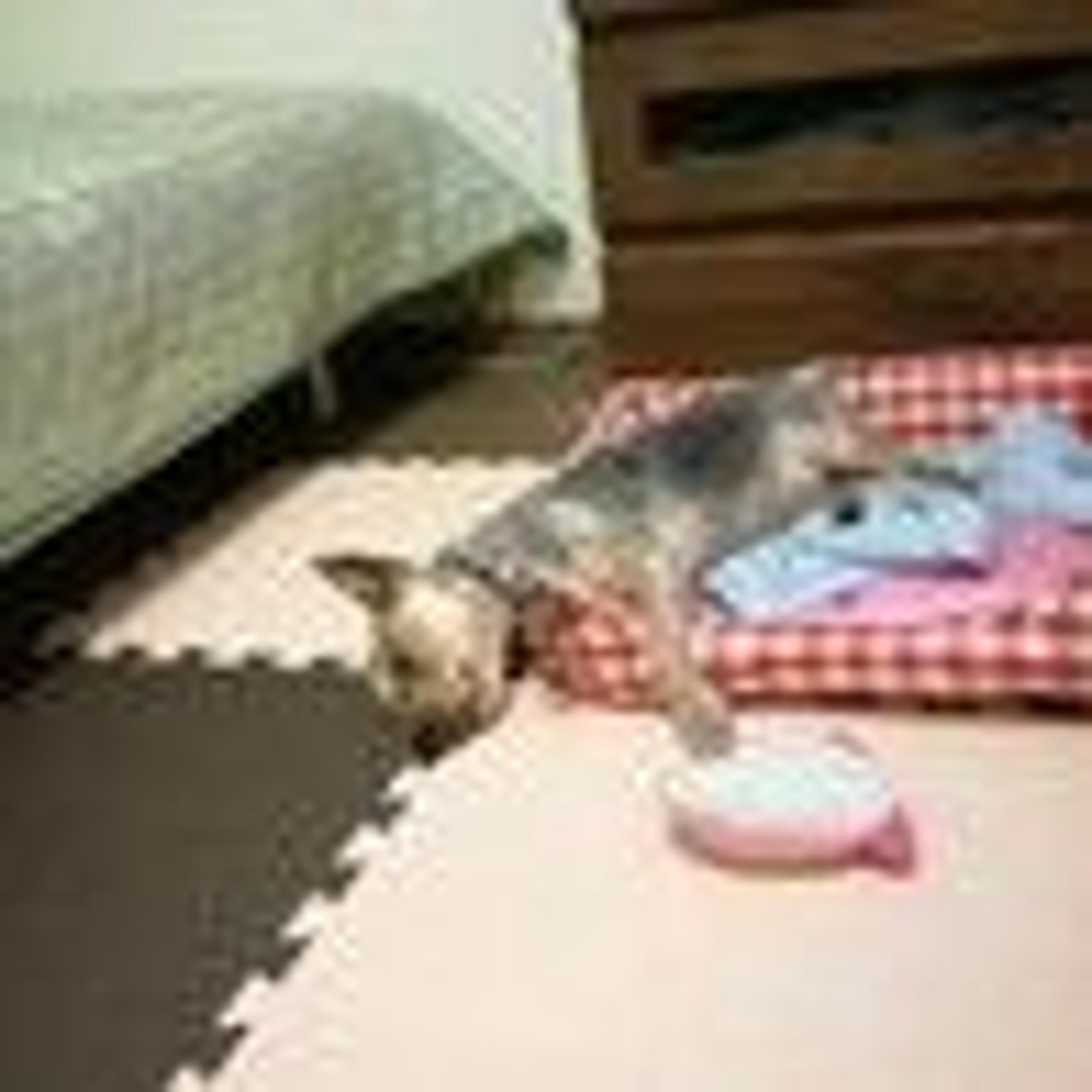 pet-image-4