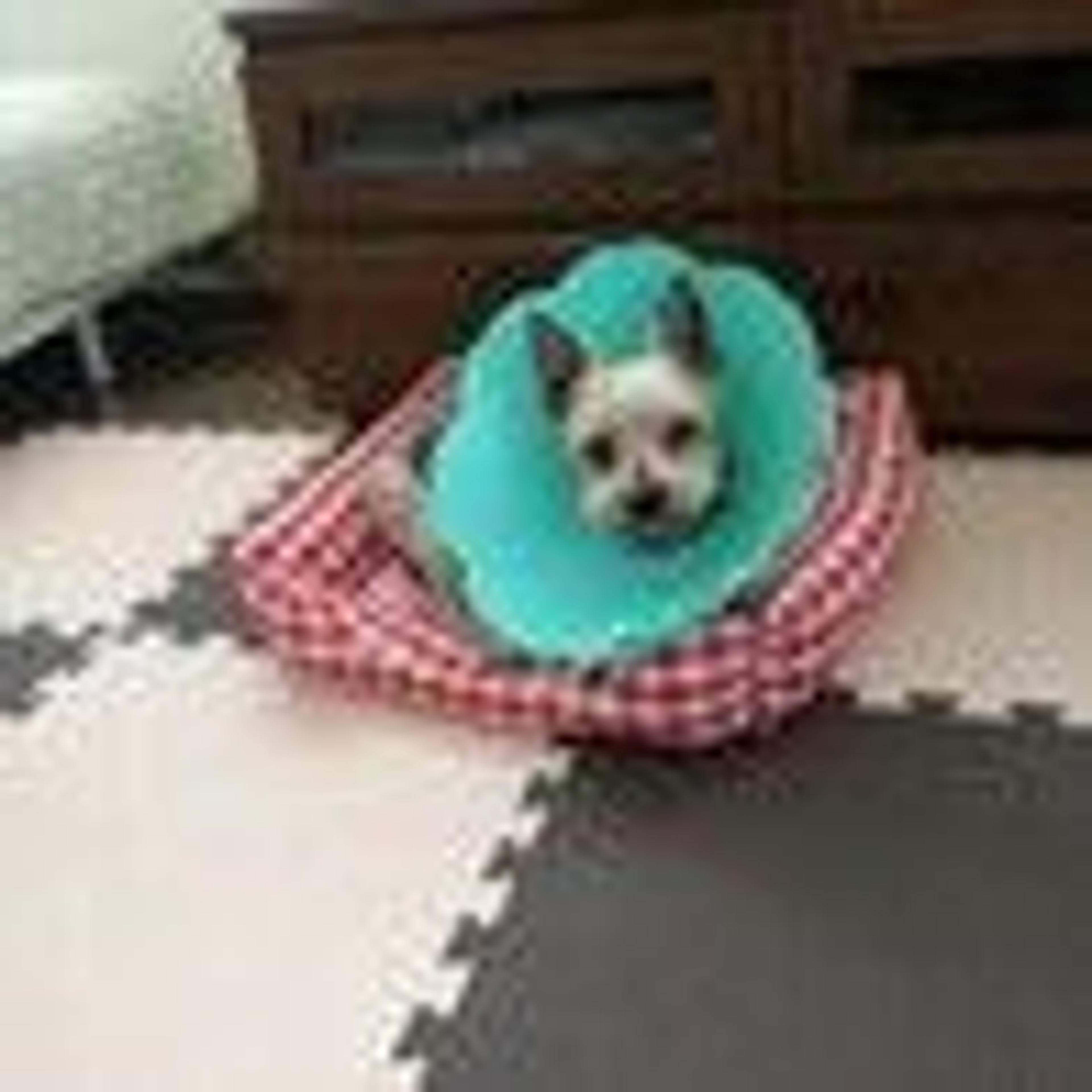 pet-image-5