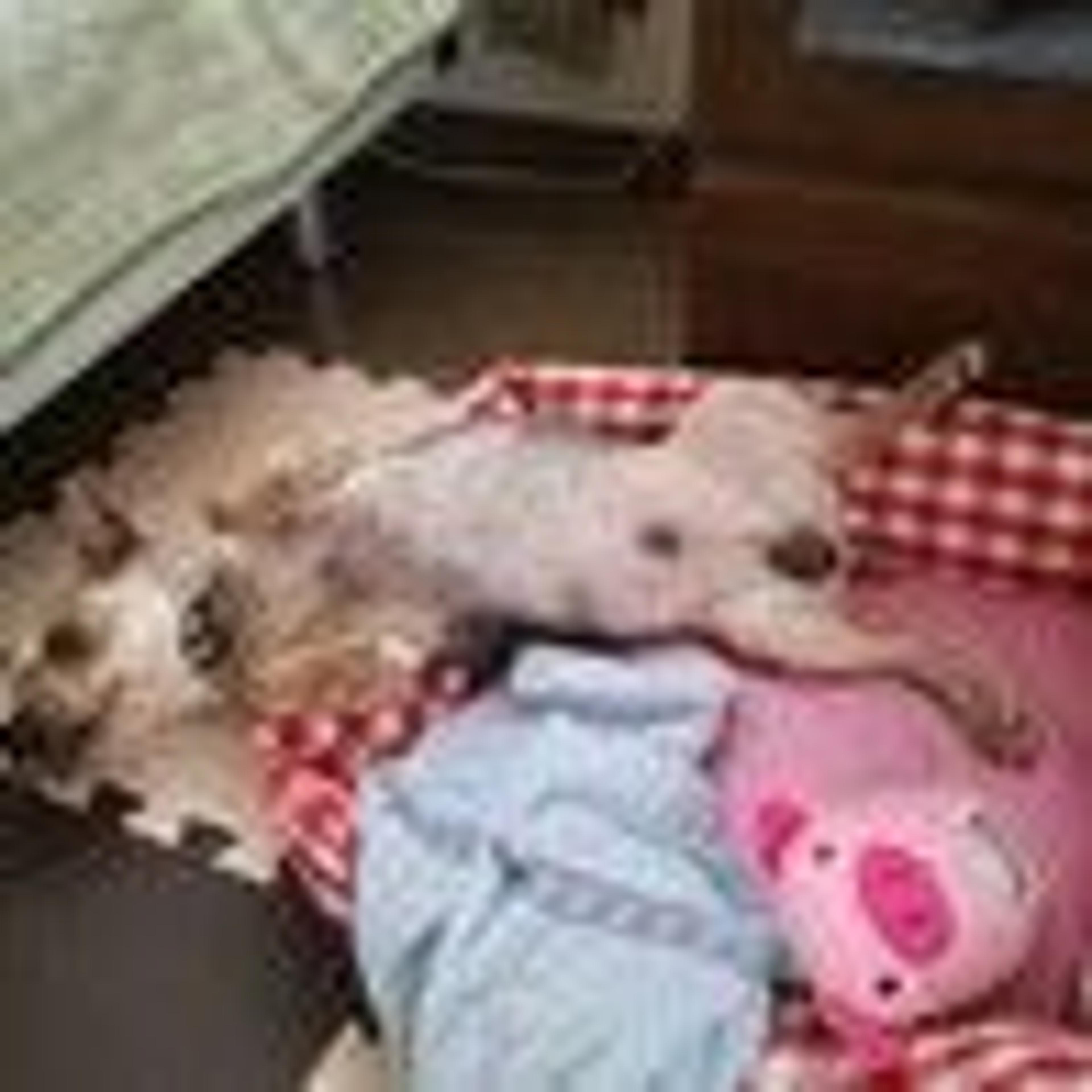 pet-image-6