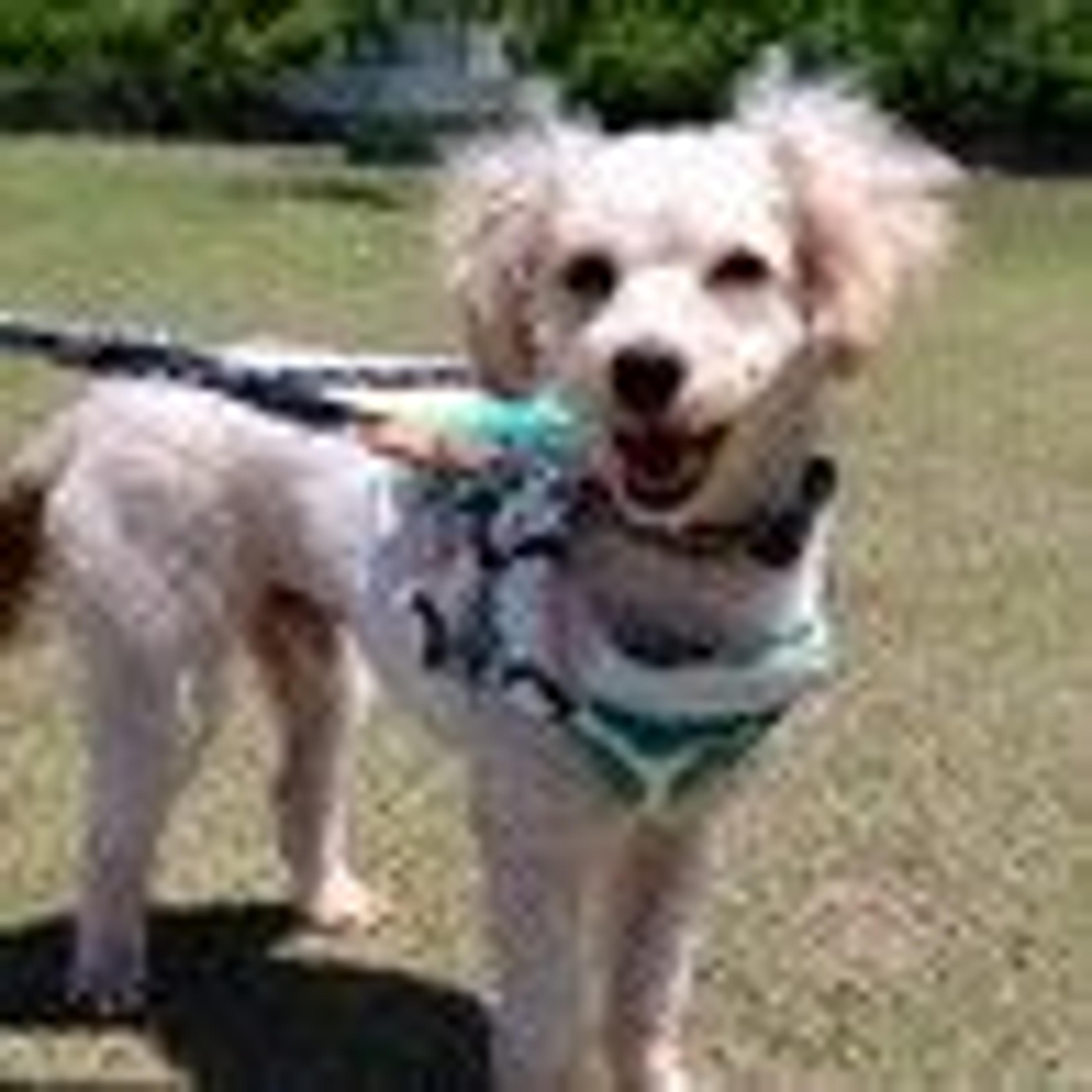 pet-image-2