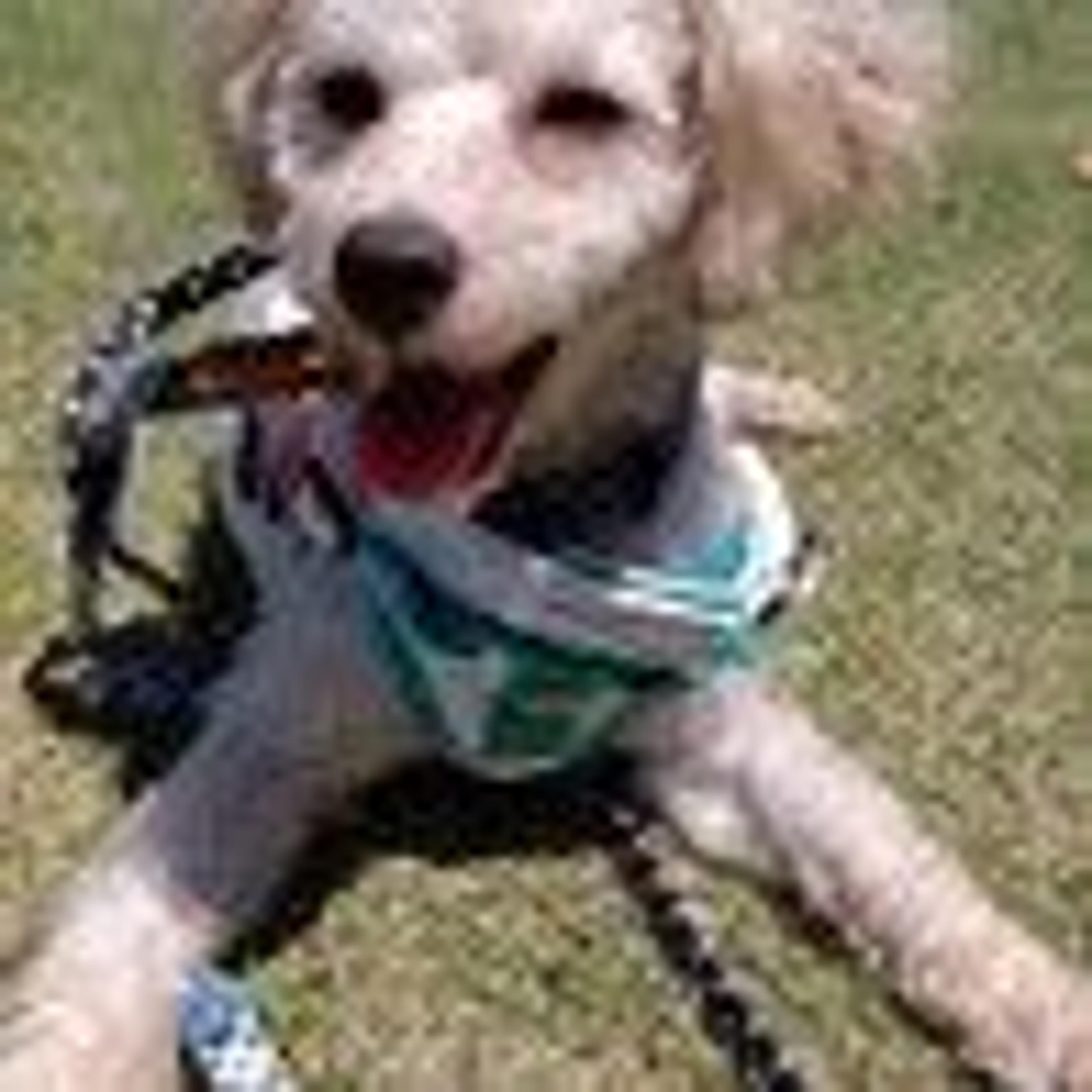 pet-image-4