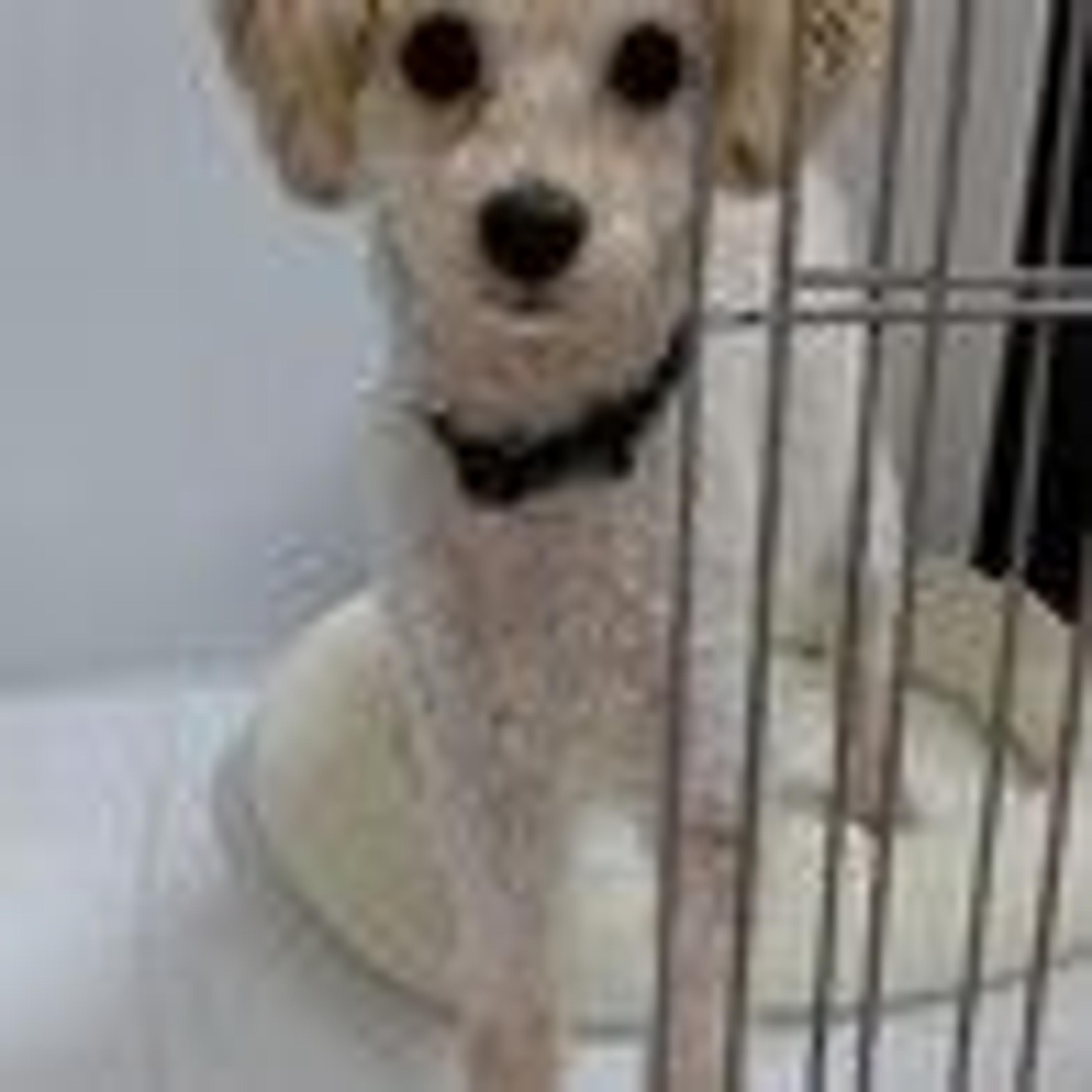 pet-image-5