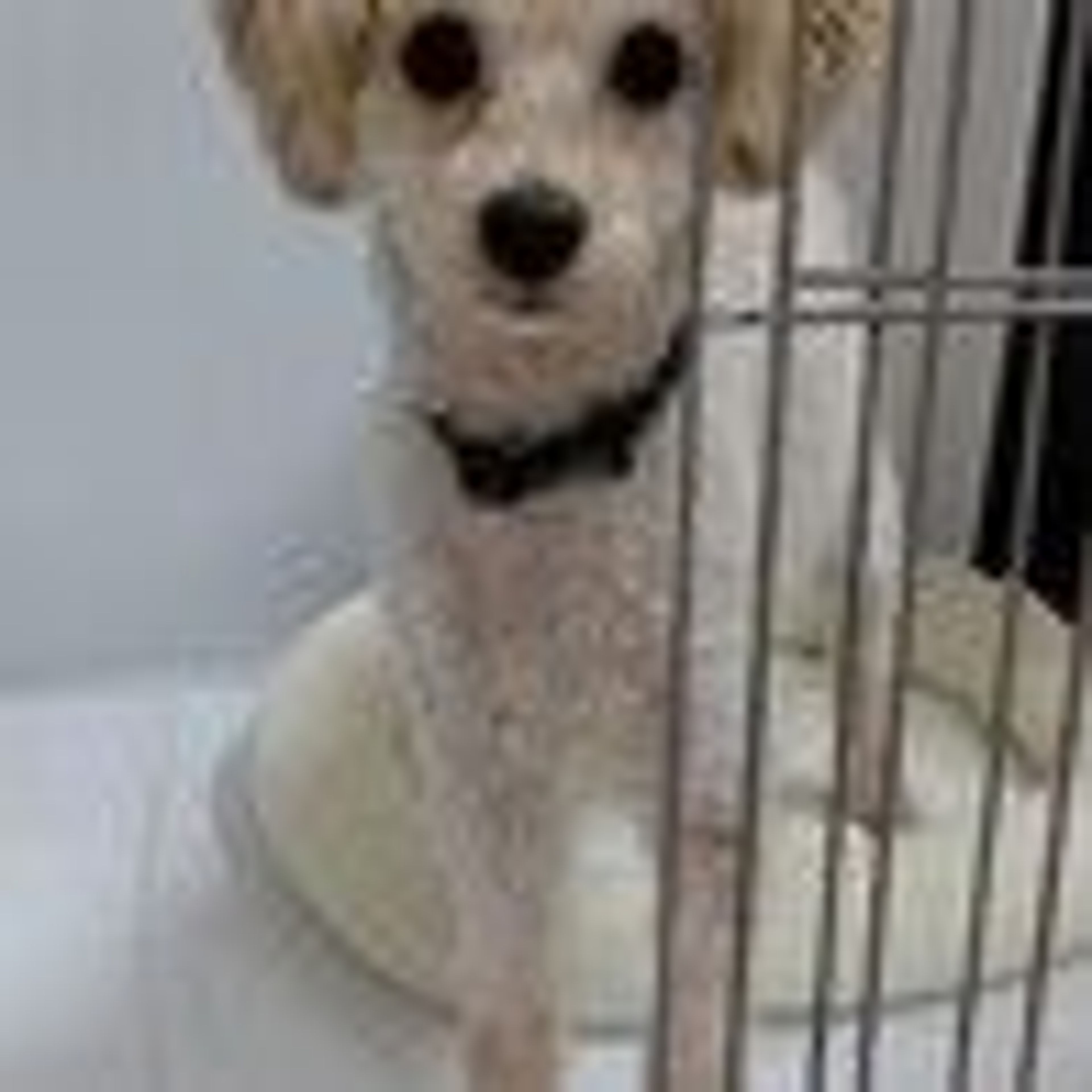 pet-image-5