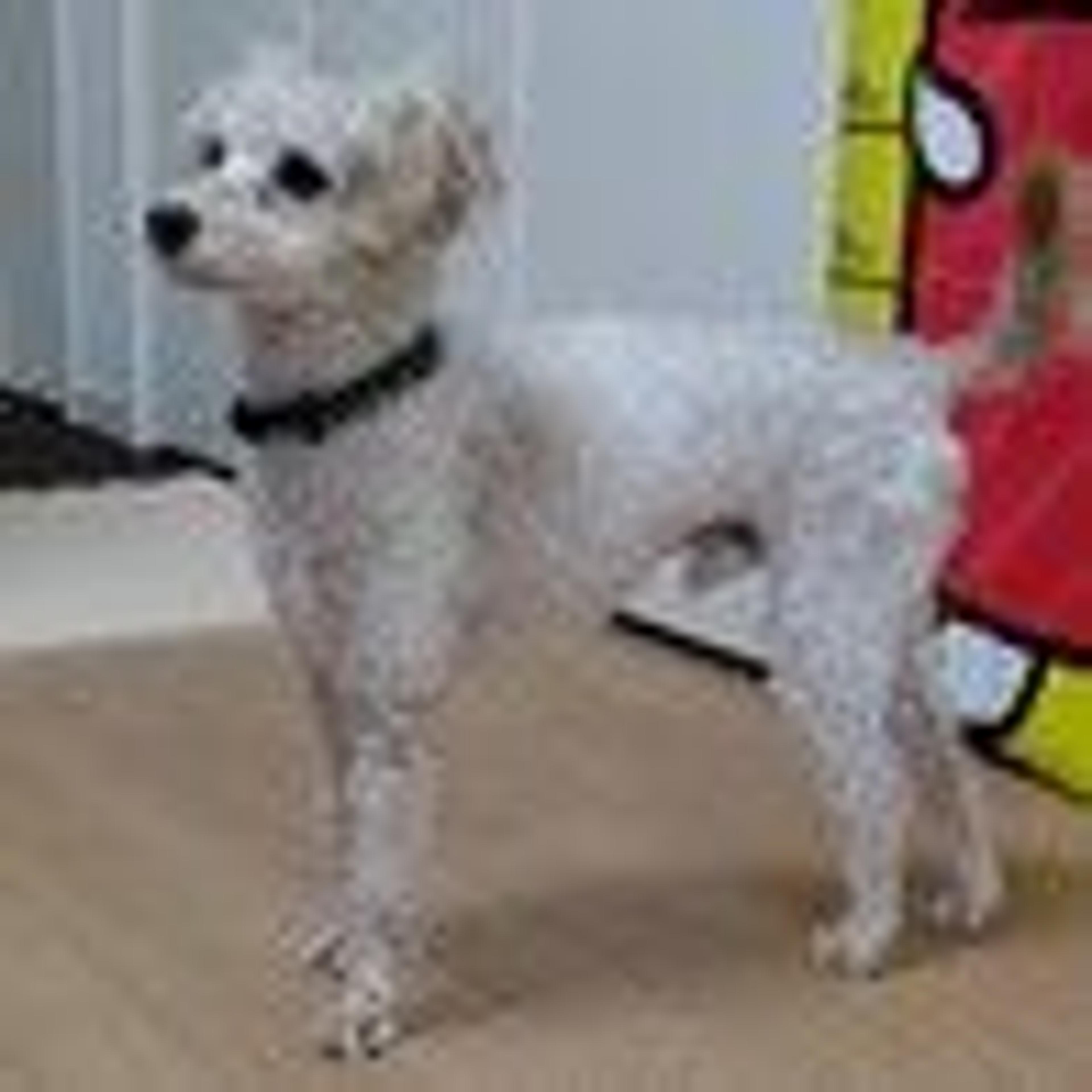 pet-image-6