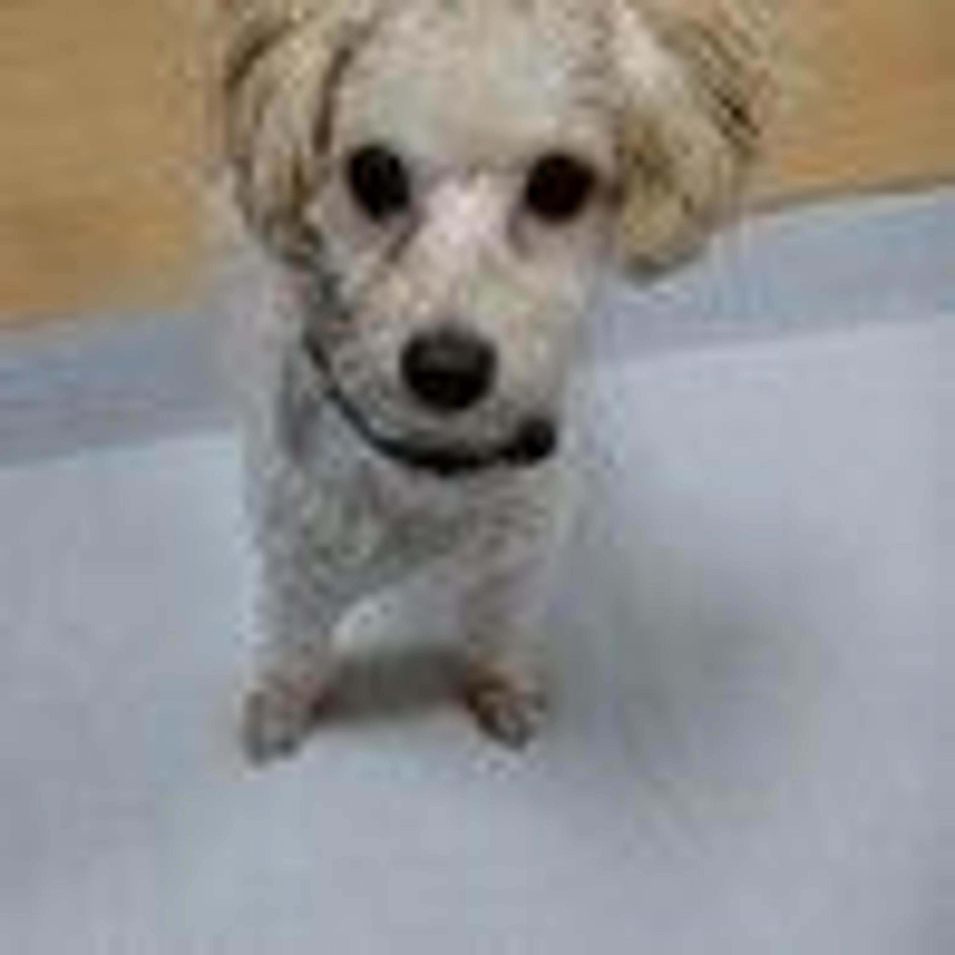 pet-image-7
