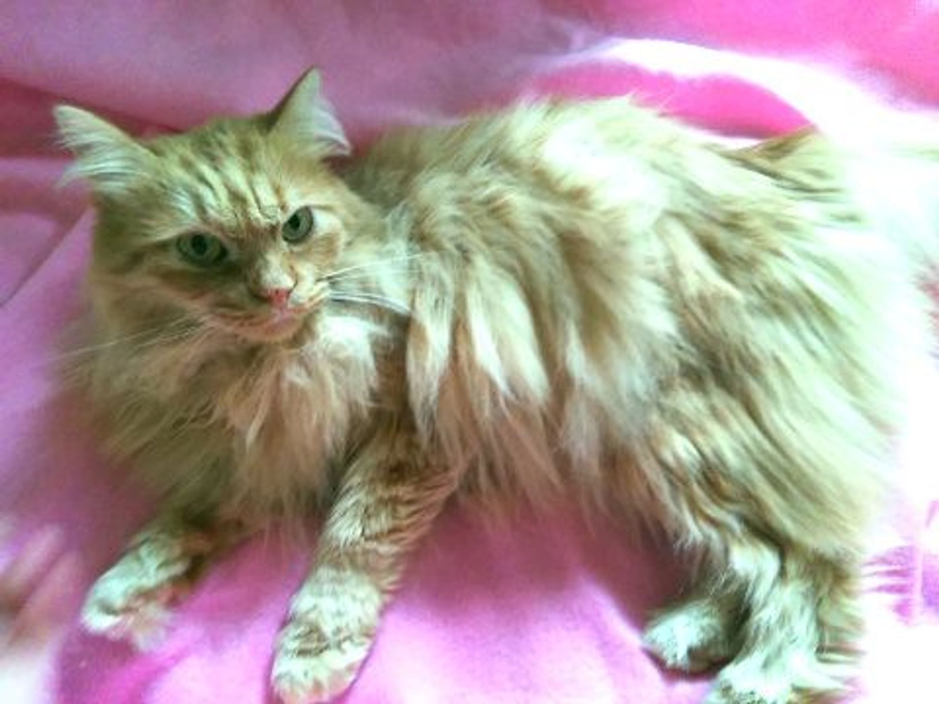 雑種（ミックス猫）・メスの里親募集の写真