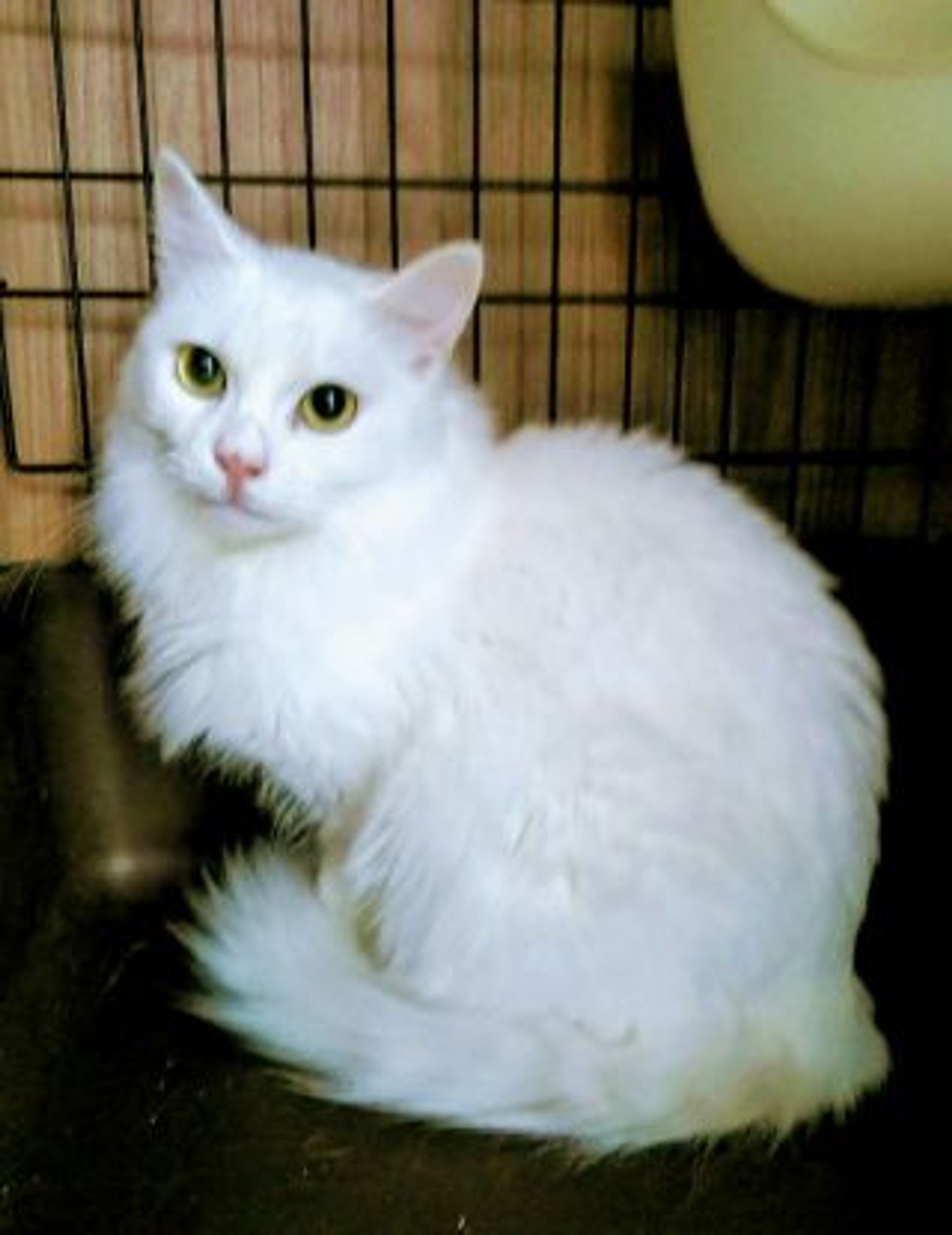 雑種（ミックス猫）・メスの里親募集の写真