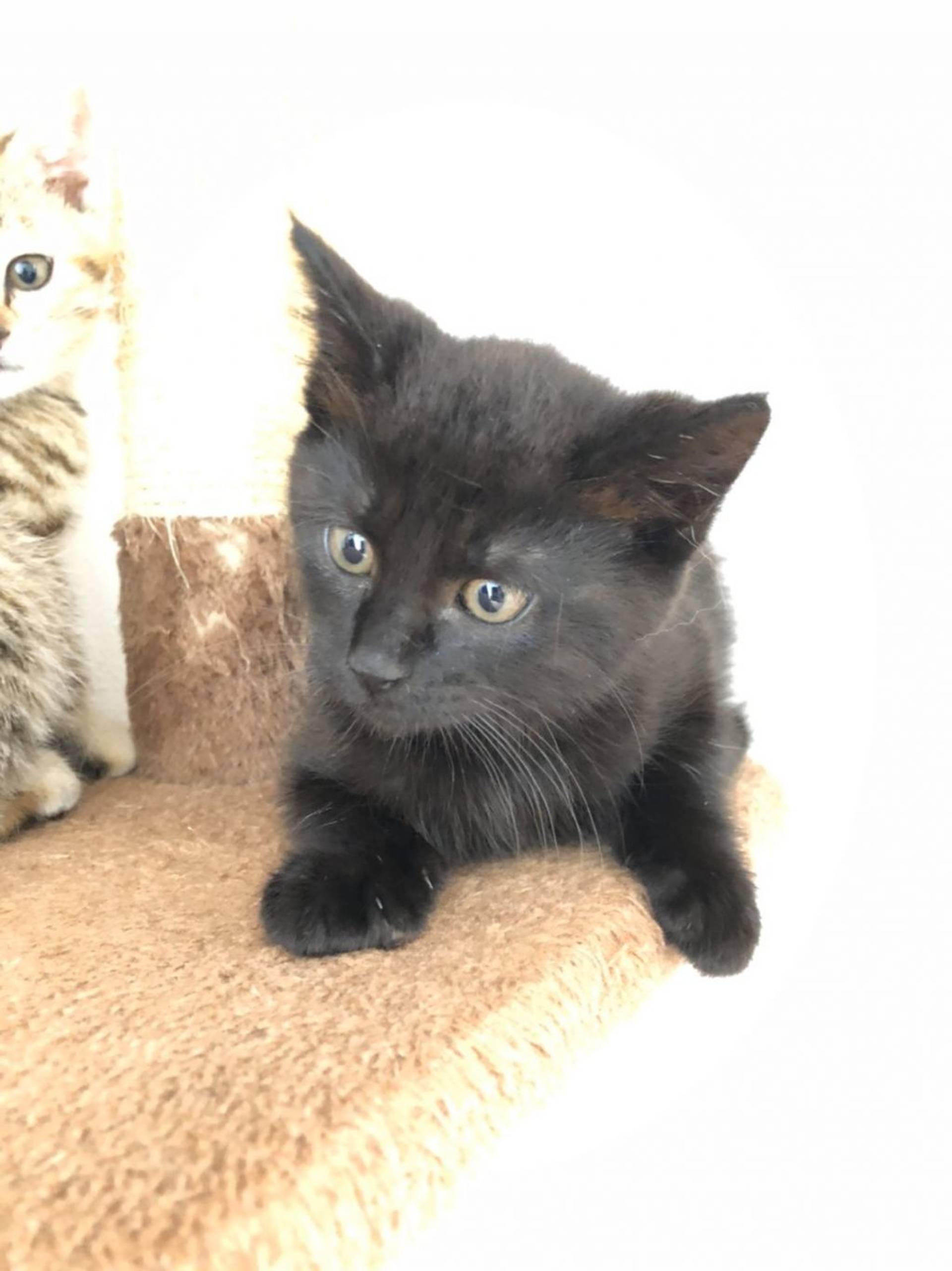 雑種（ミックス猫）・メスの里親募集の写真