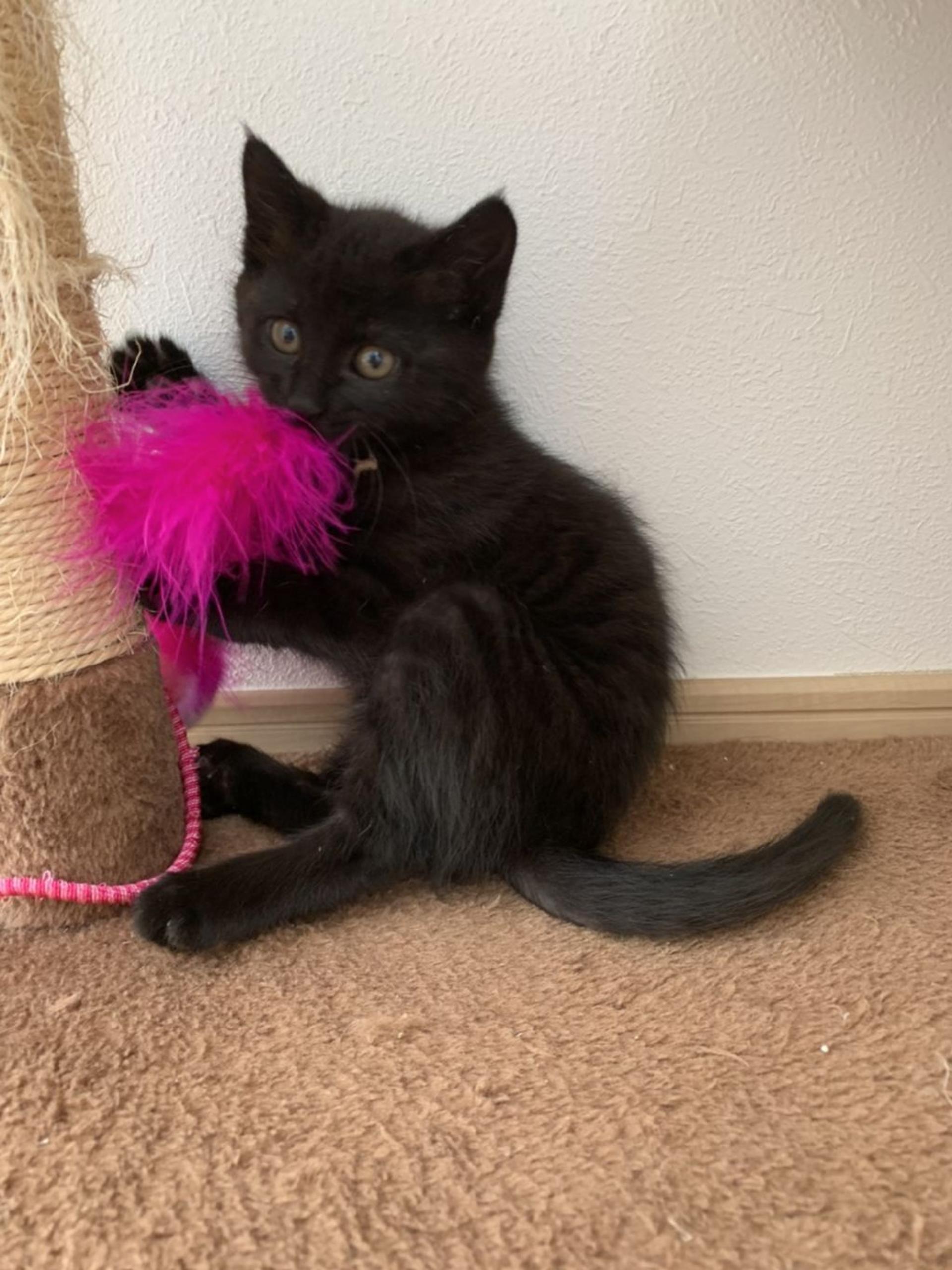 pet-image-2