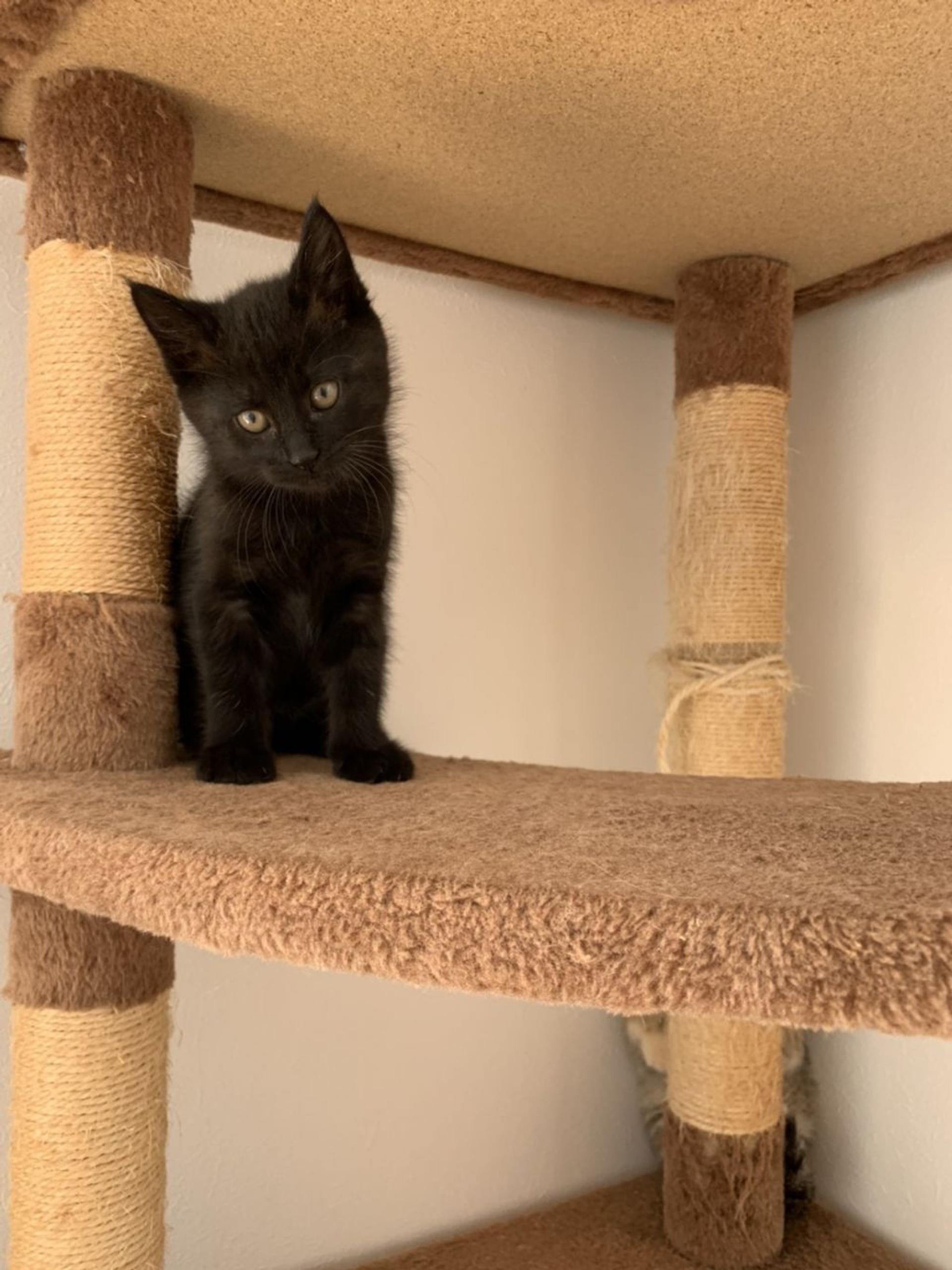 pet-image-3