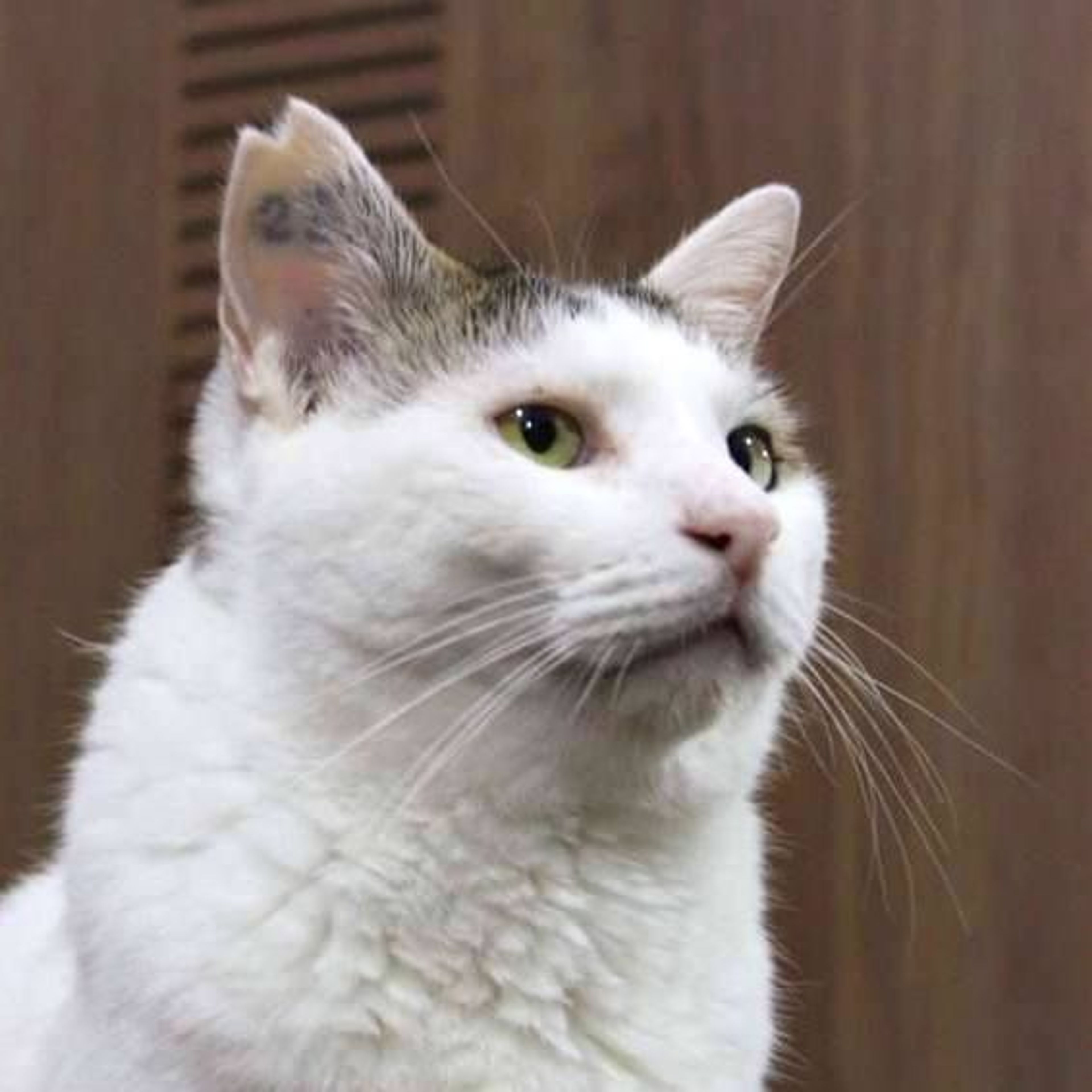 雑種（ミックス猫）・オスの里親募集の写真