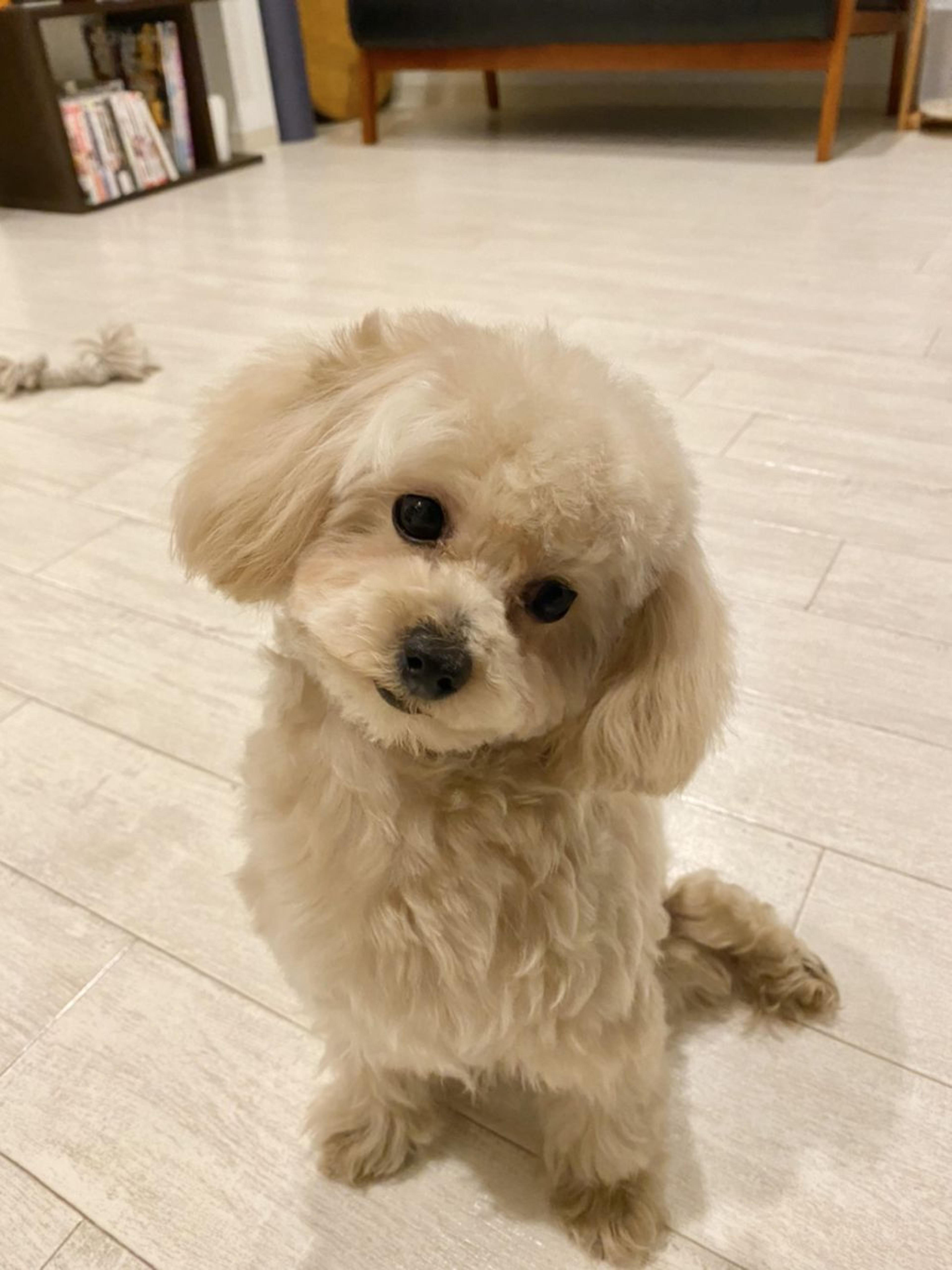 pet-image-2