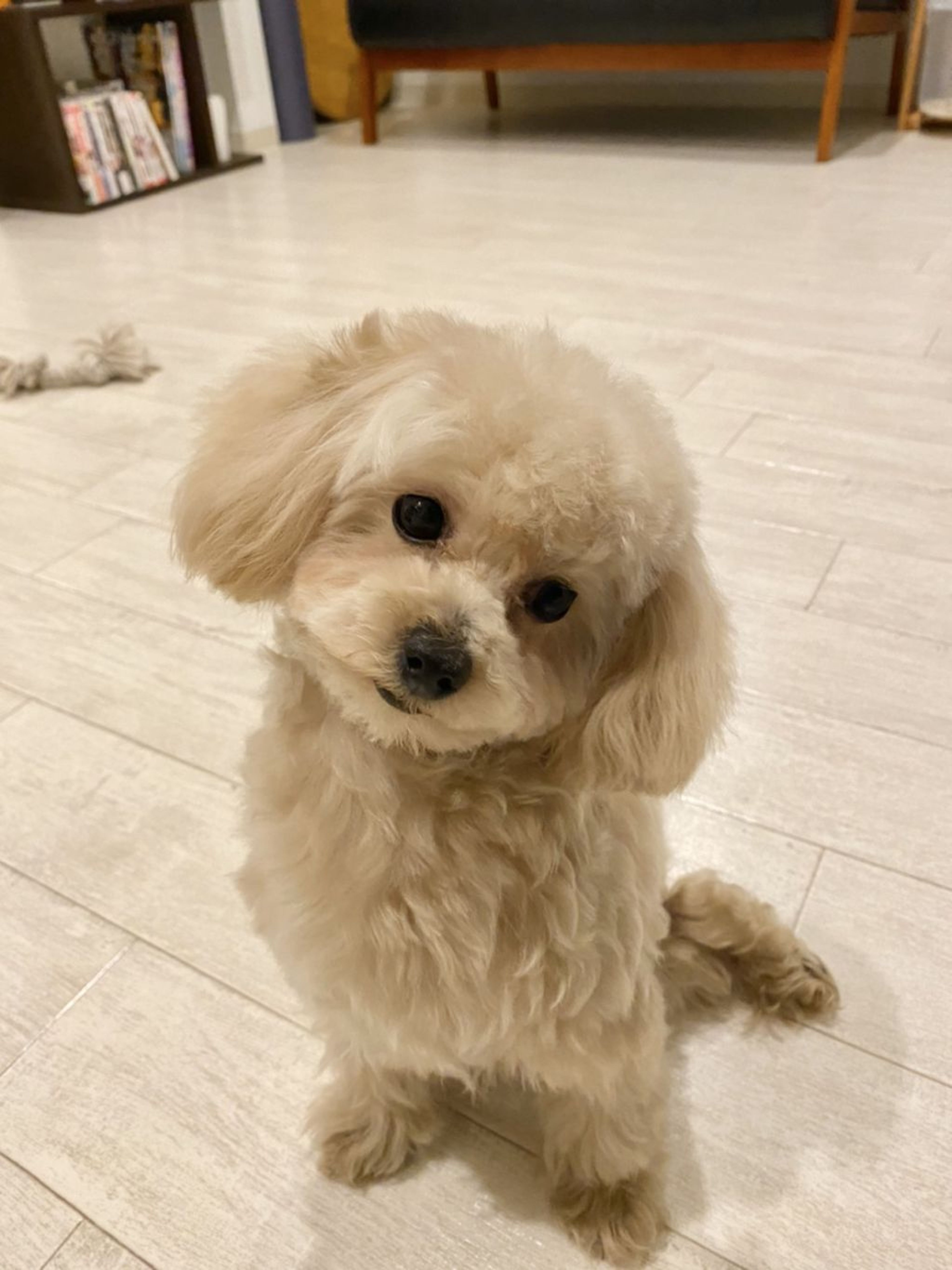 pet-image-2
