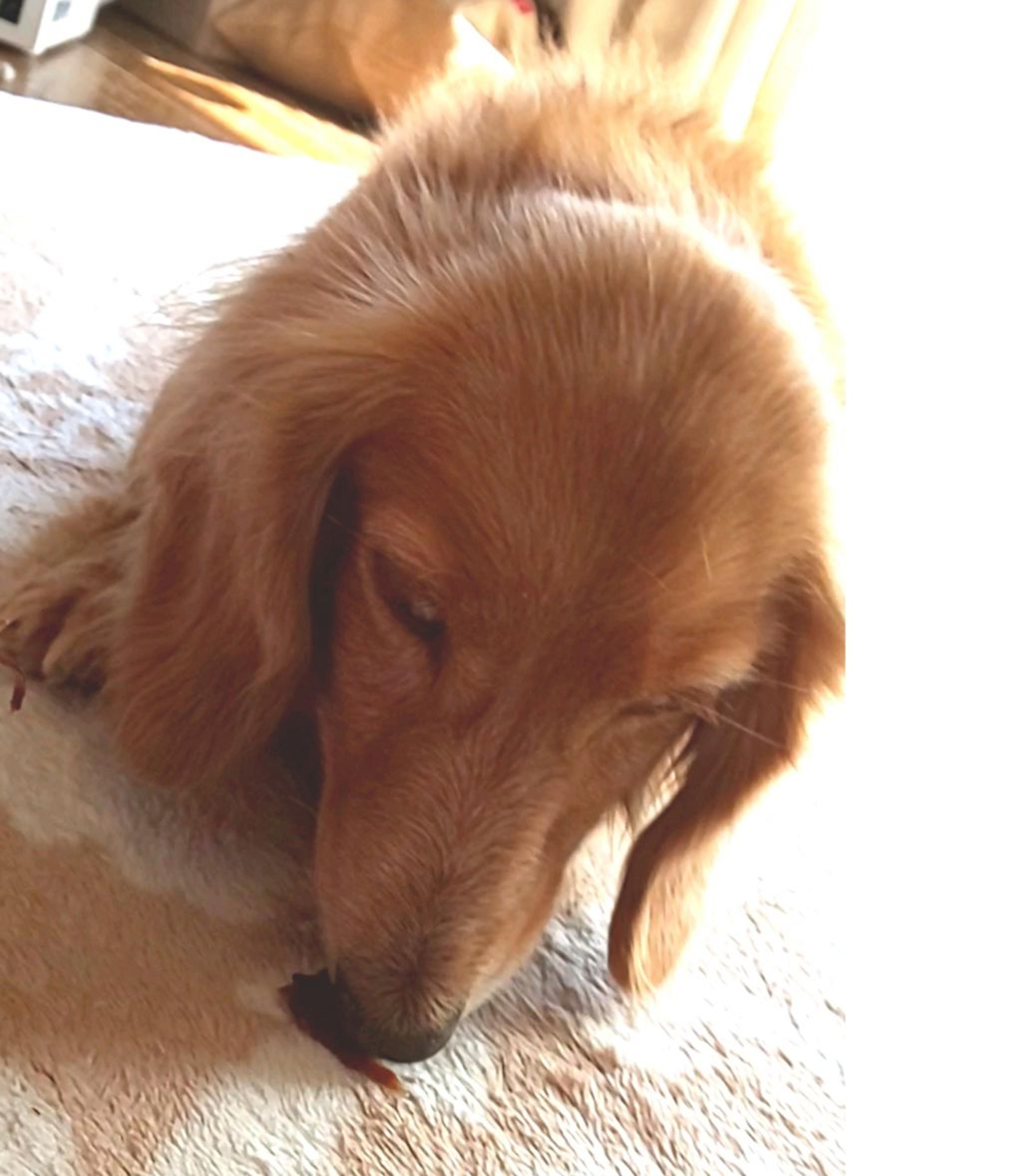 pet-image-5