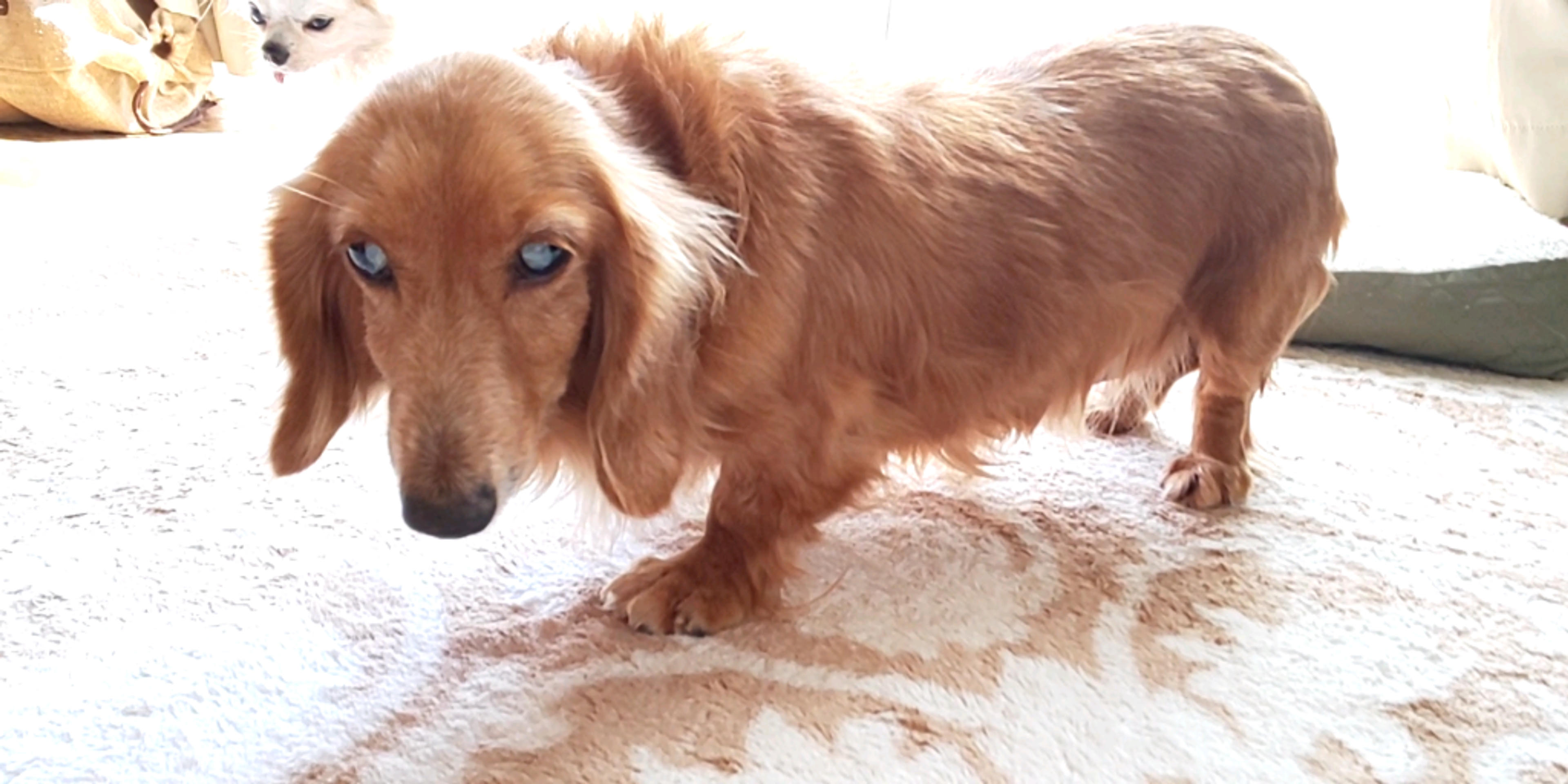 pet-image-6