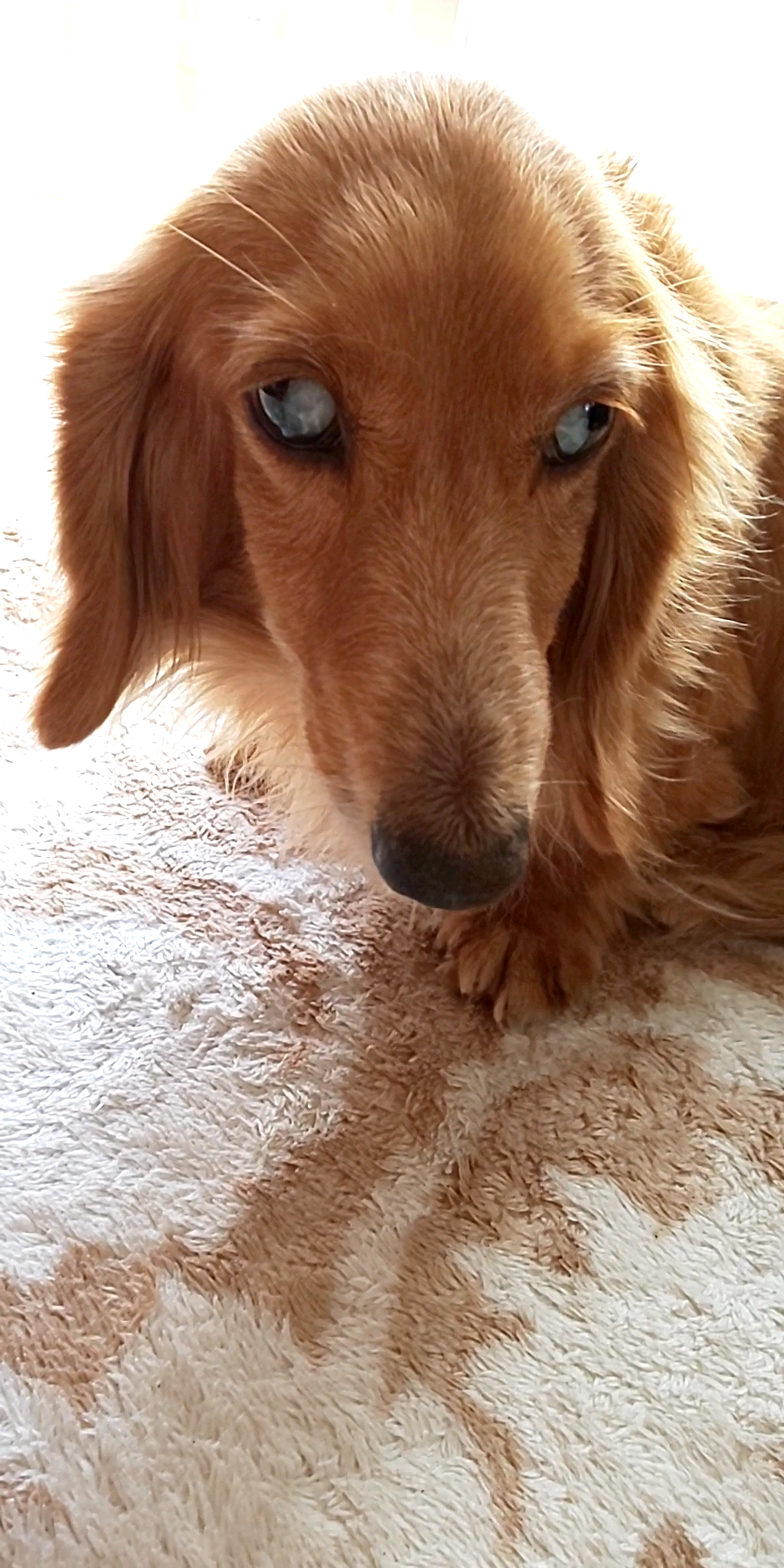 pet-image-4