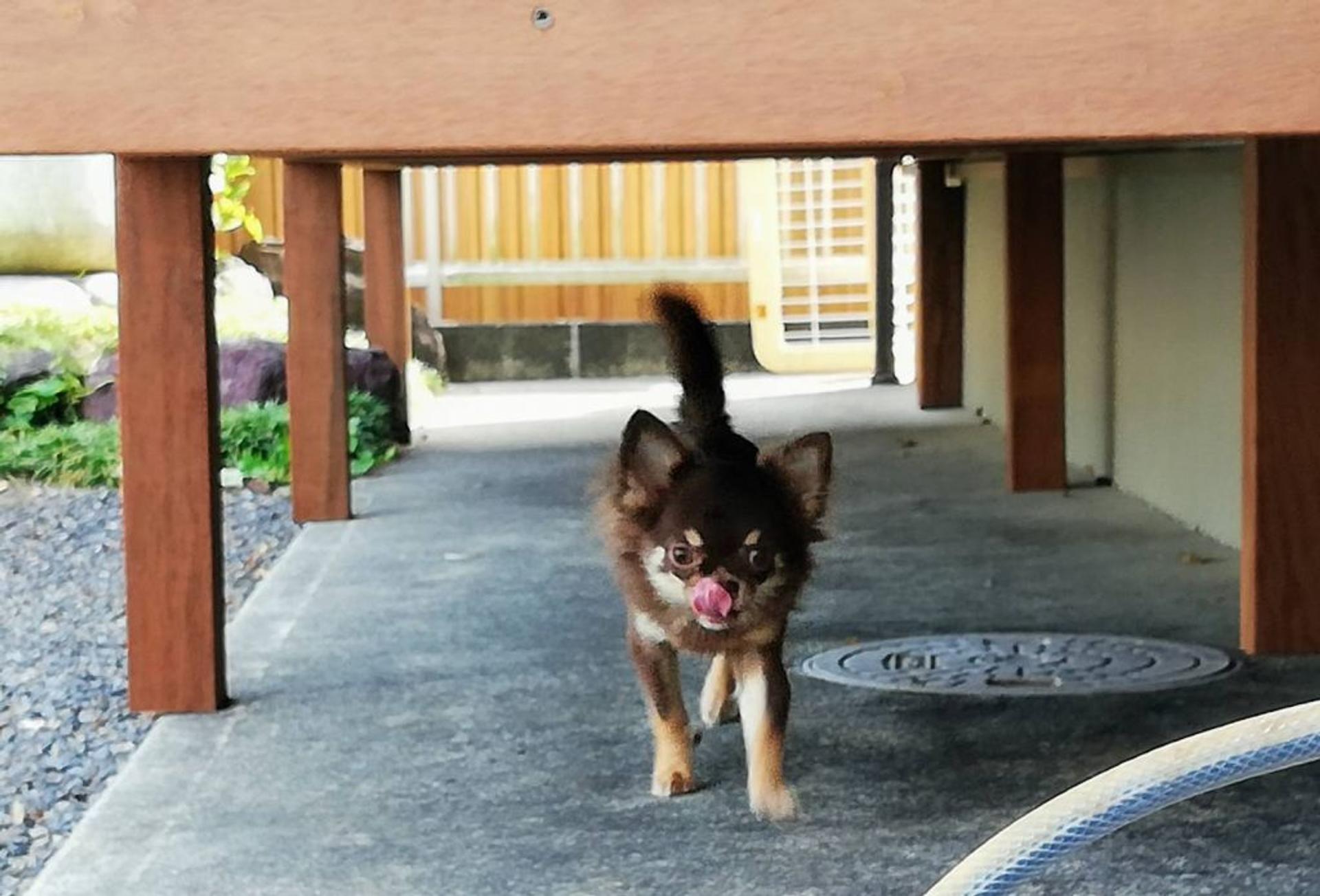 pet-image-3