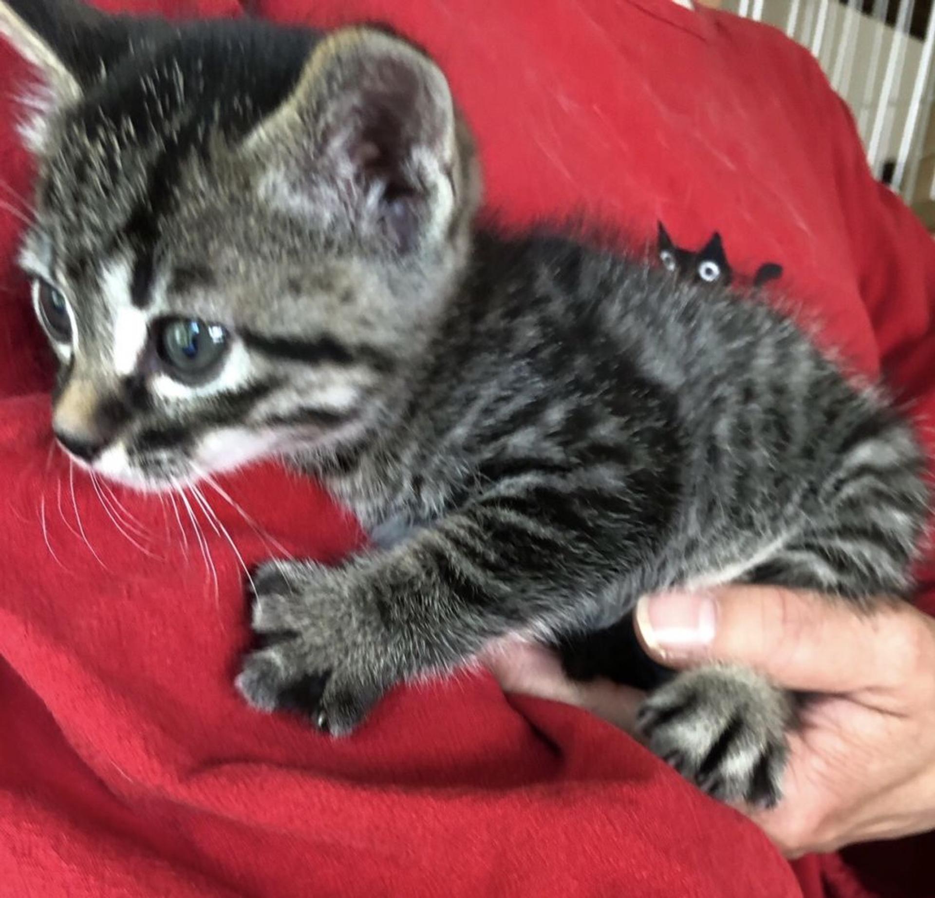 pet-image-2