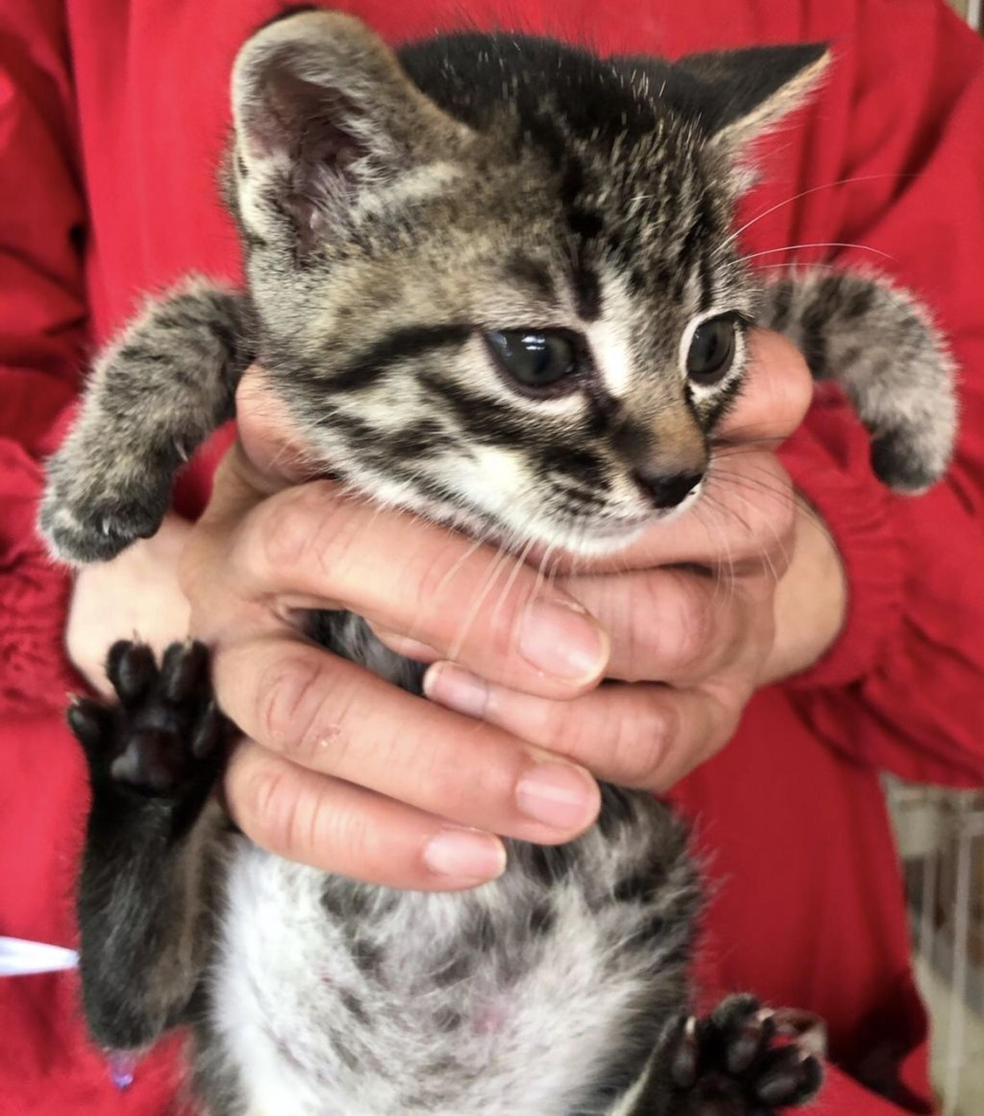 pet-image-3