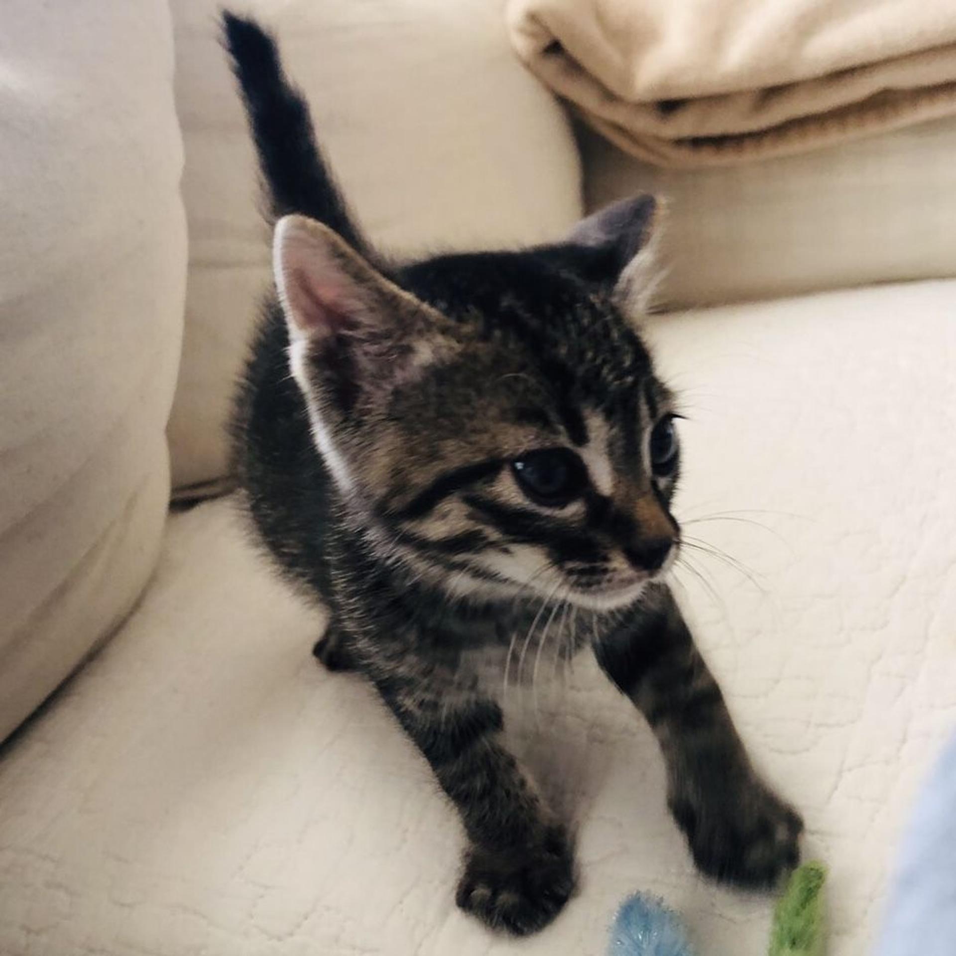 pet-image-7