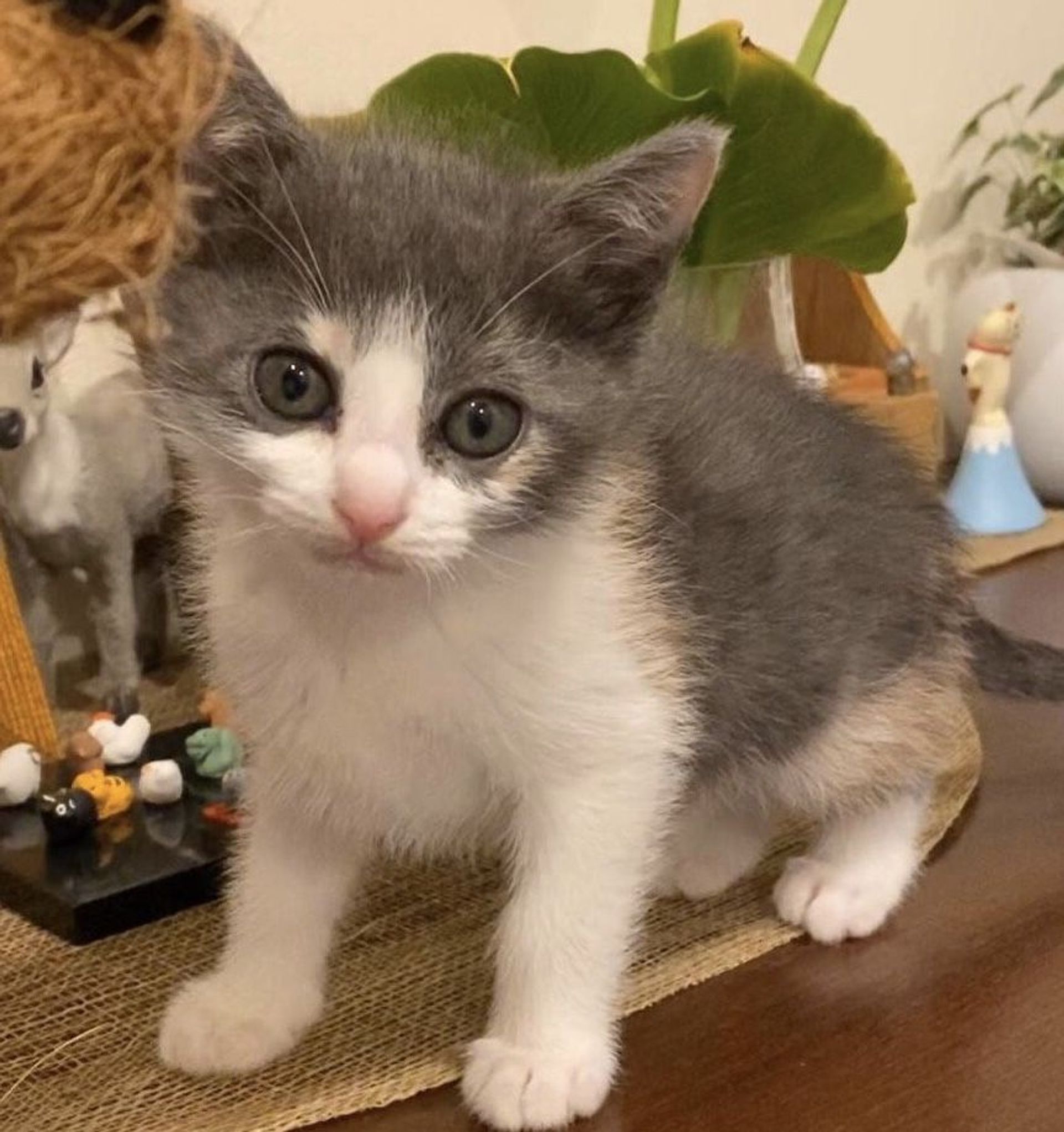 雑種（ミックス猫）・メスの里親募集の写真