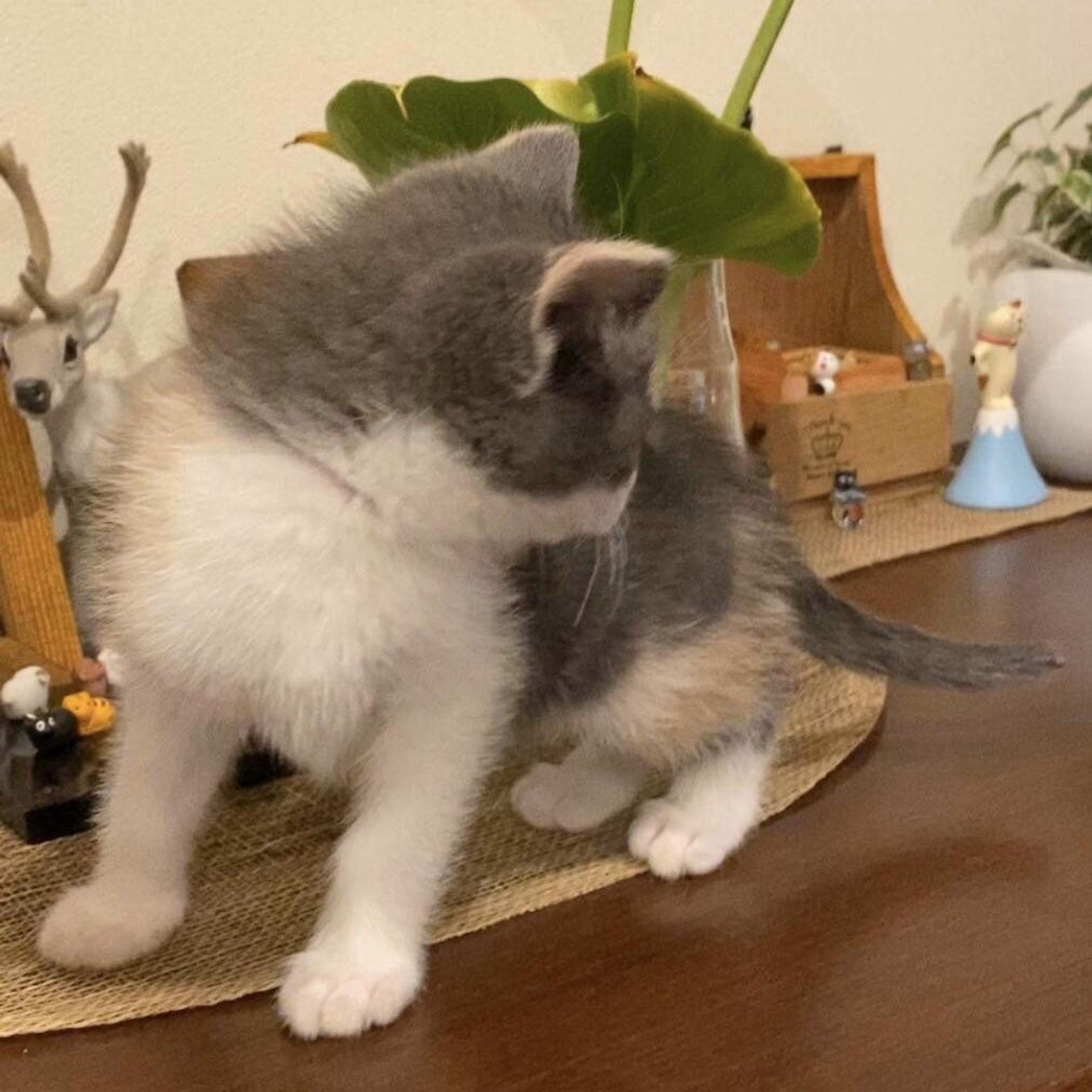 pet-image-3