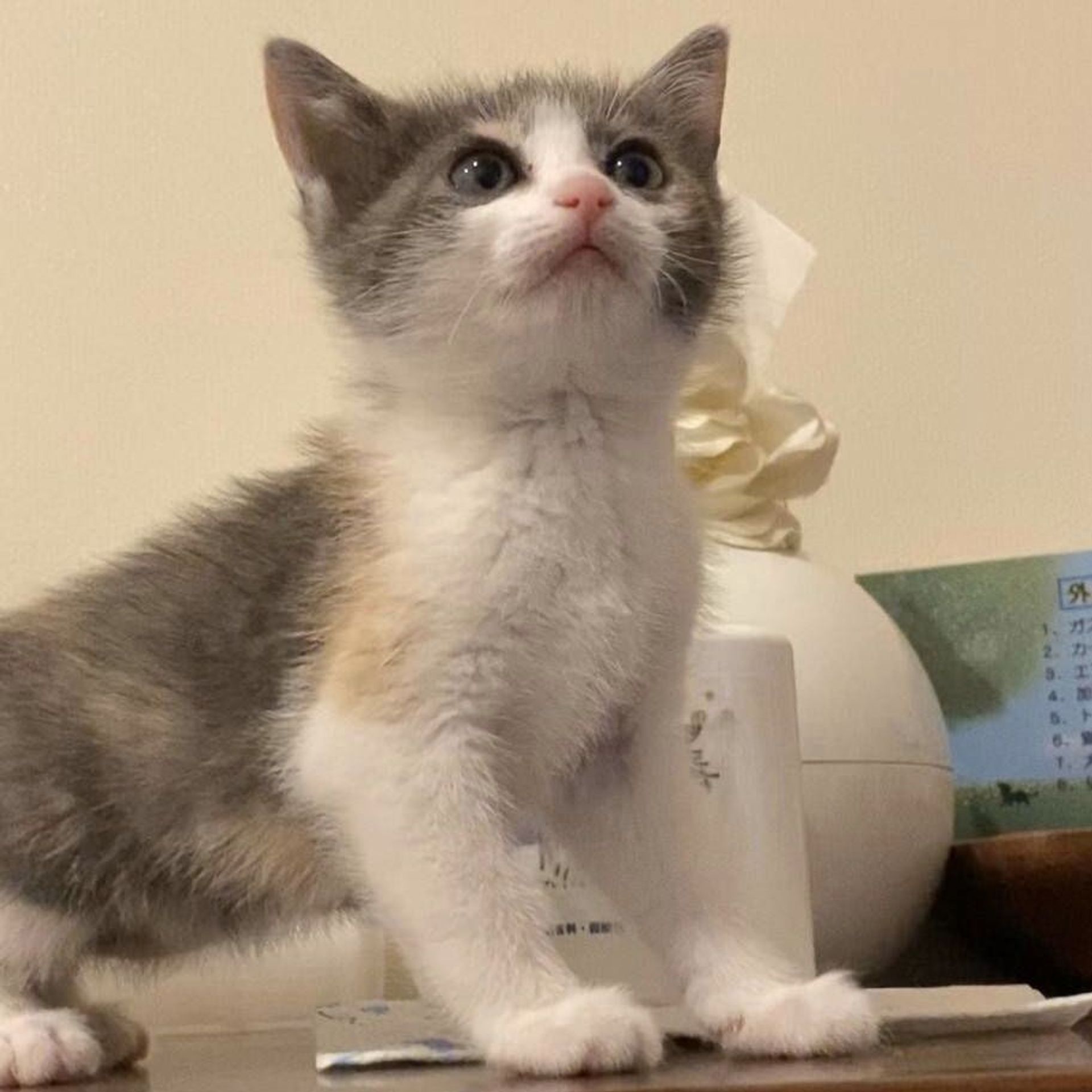 雑種（ミックス猫）・メスの里親募集の写真