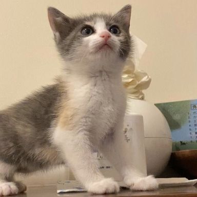 ピコラ