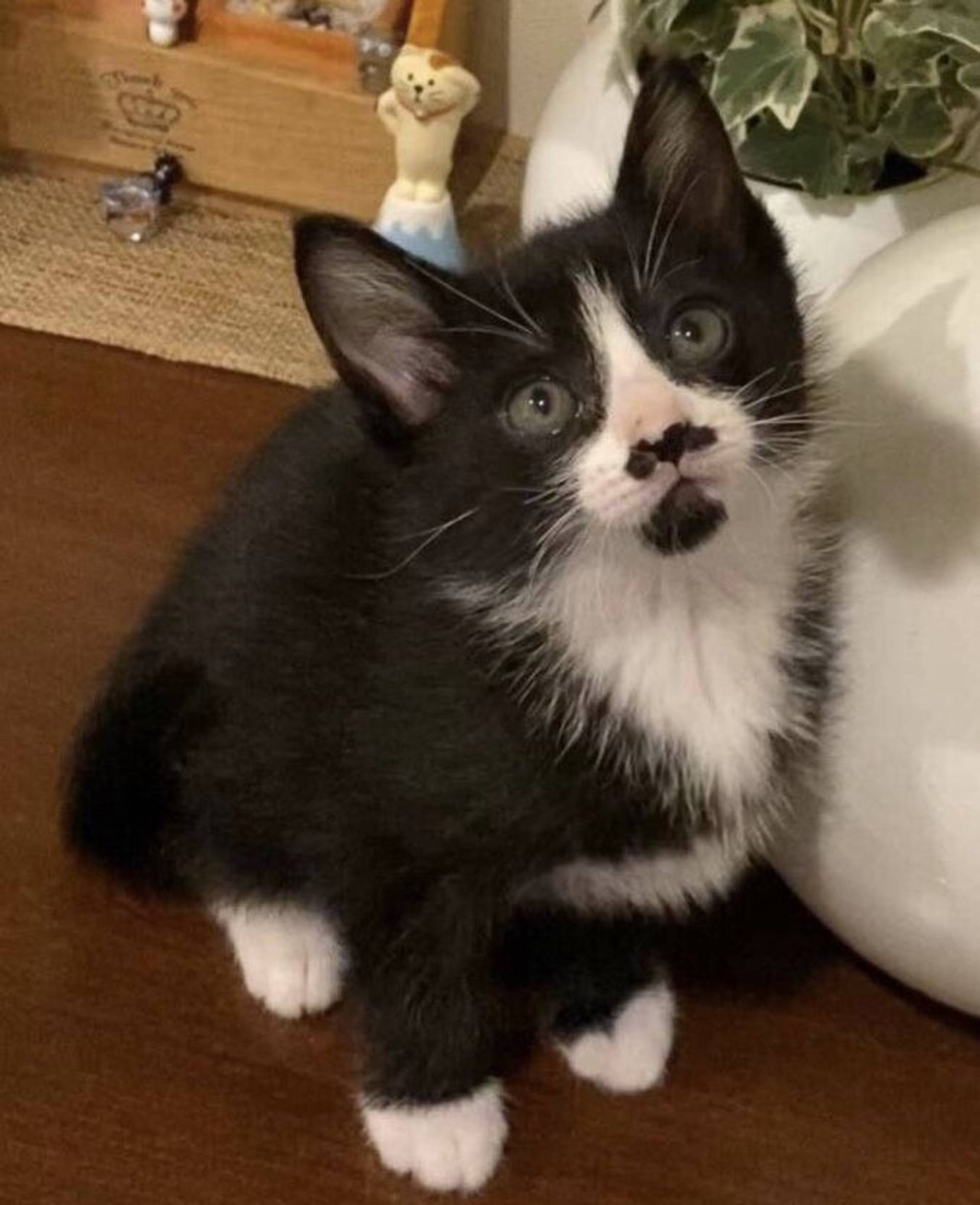 雑種（ミックス猫）・メスの里親募集の写真