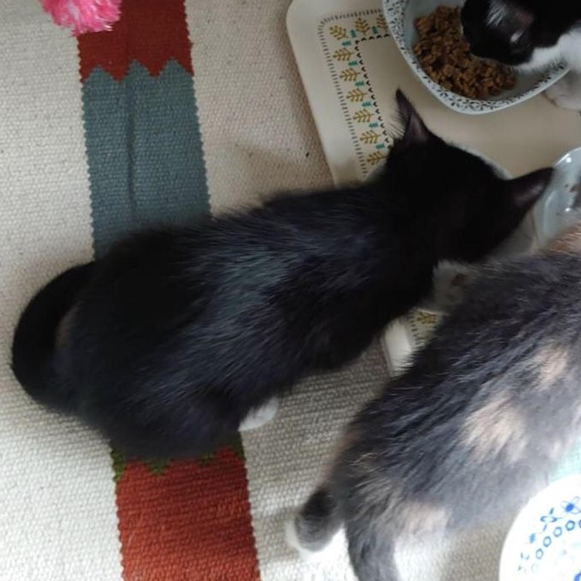 pet-image-9