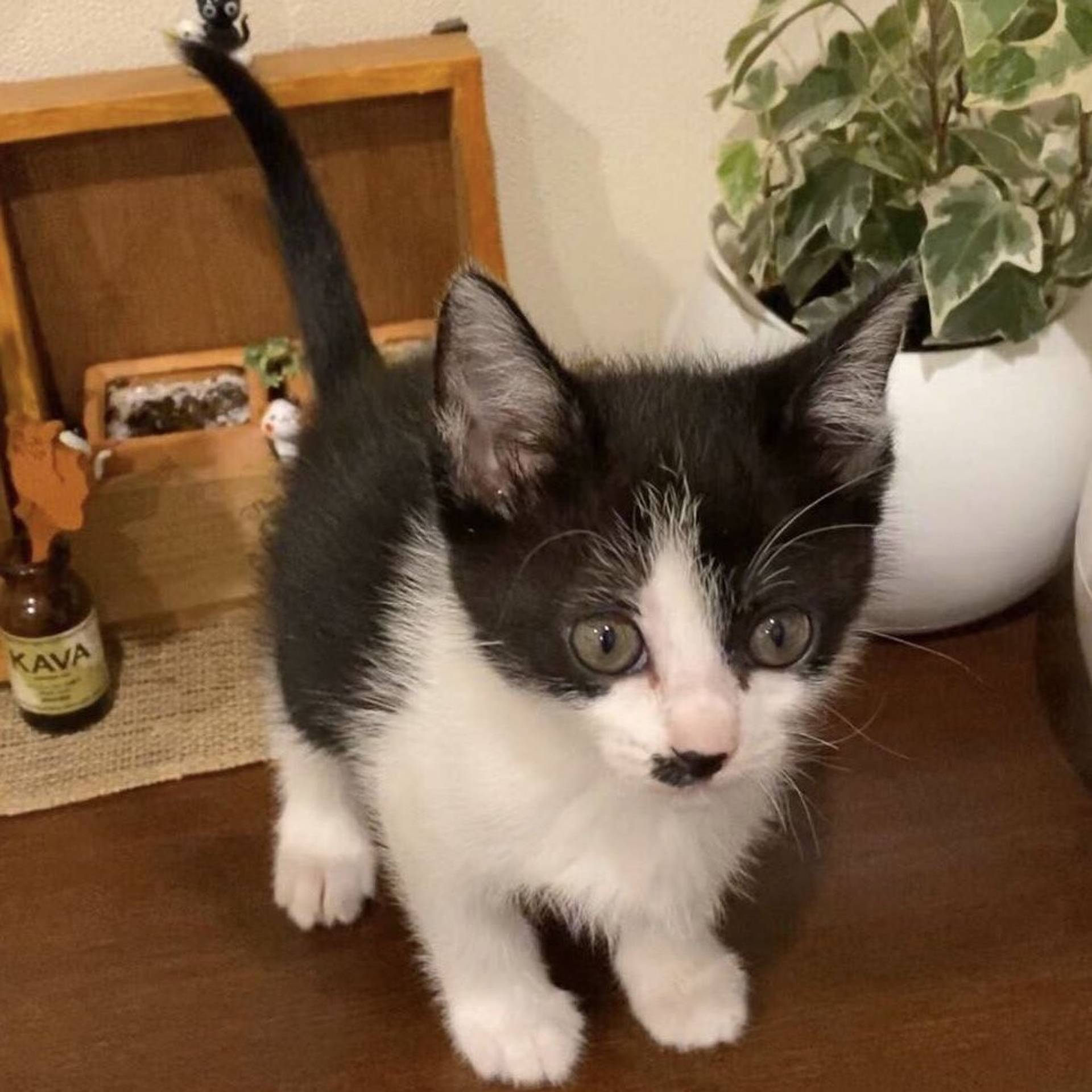 雑種（ミックス猫）・メスの里親募集の写真