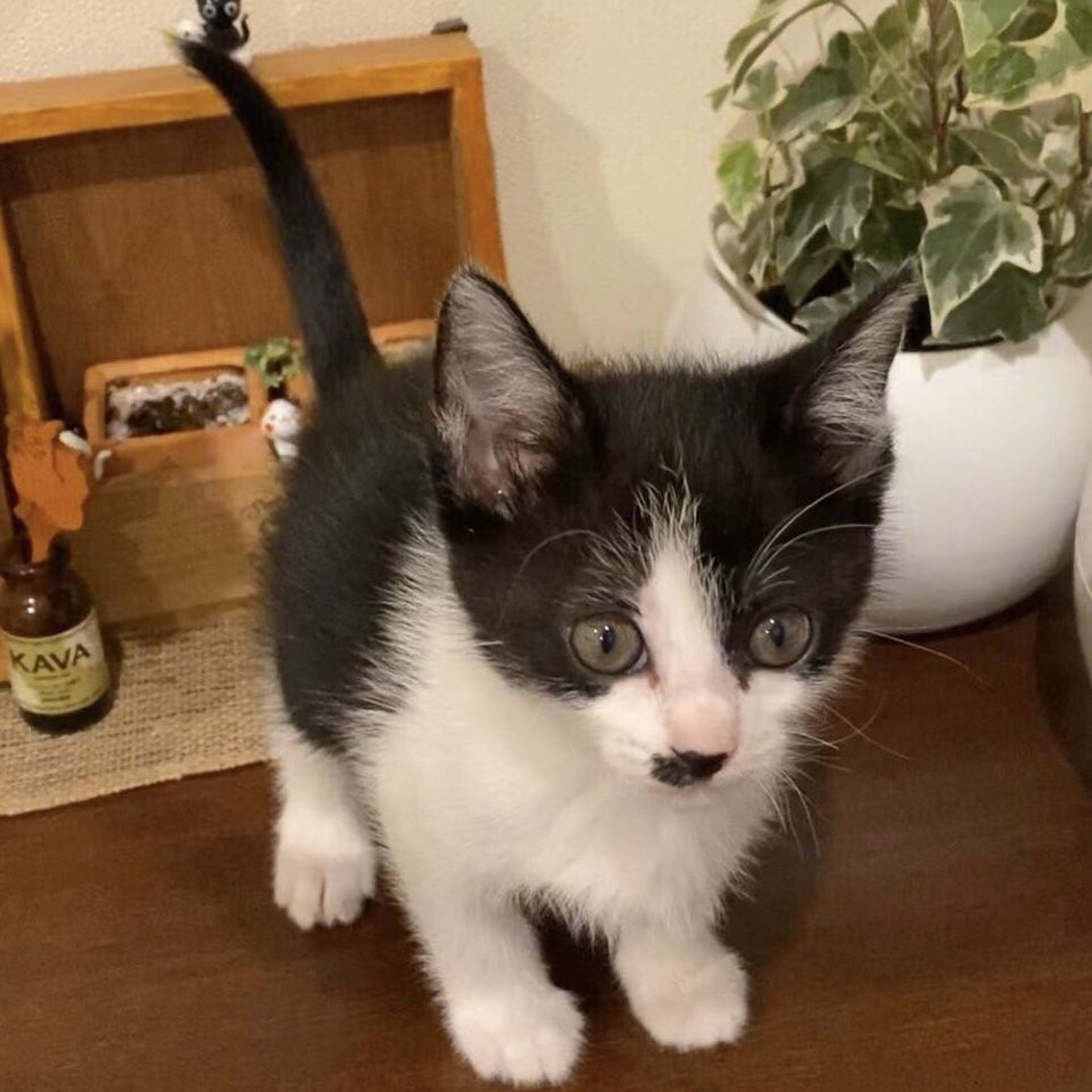 雑種（ミックス猫）・メスの里親募集の写真