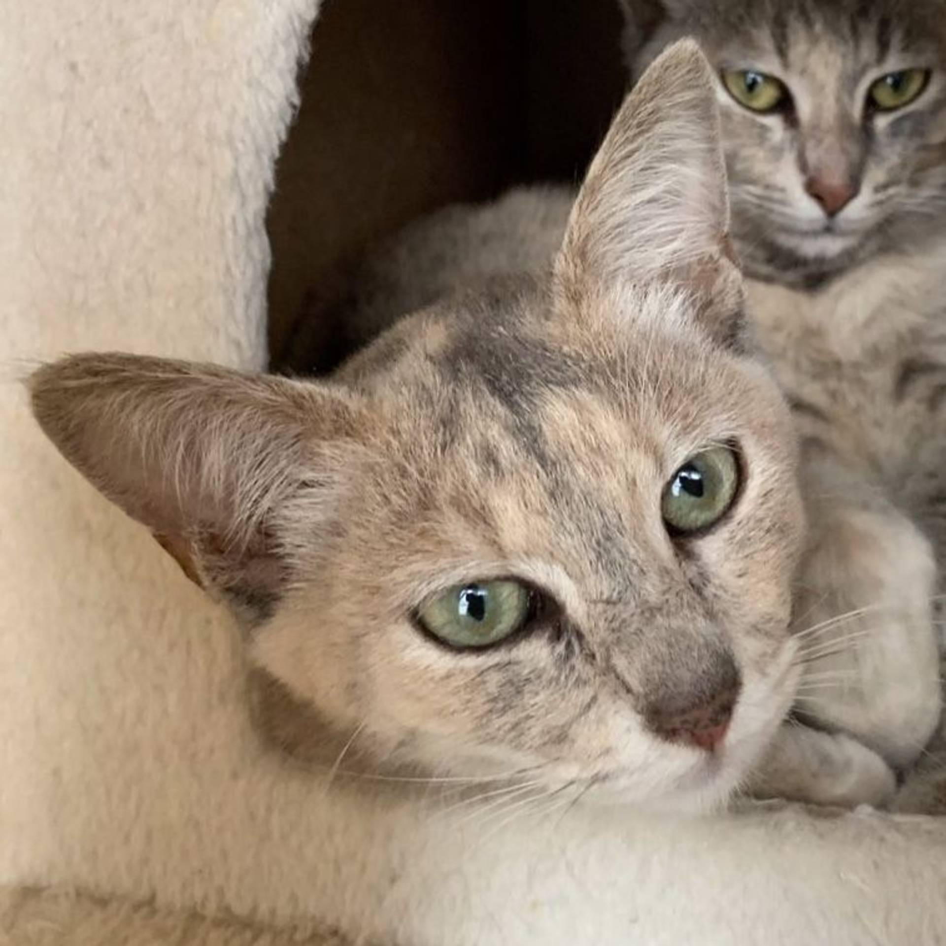 雑種（ミックス猫）・メスの里親募集の写真