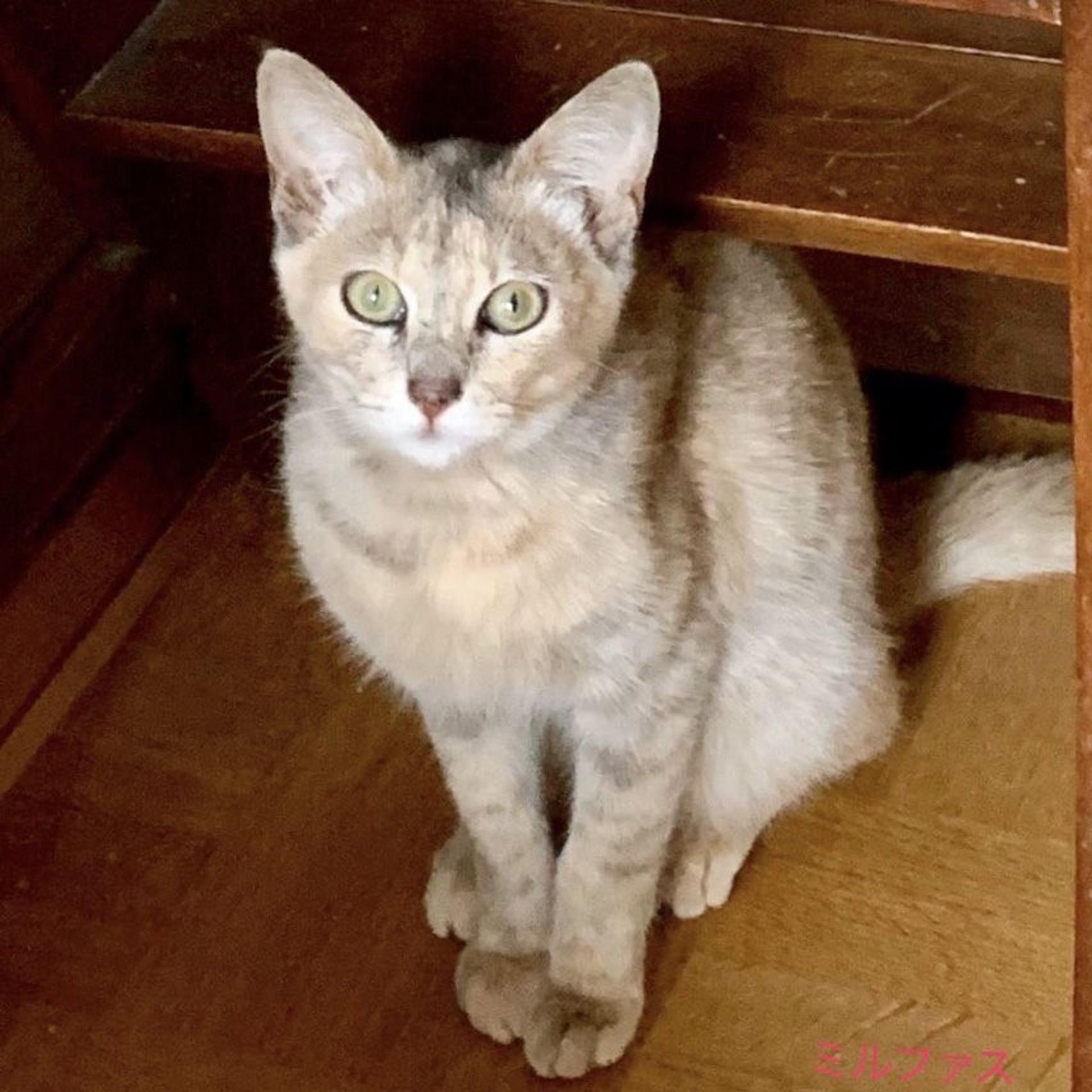 pet-image-3