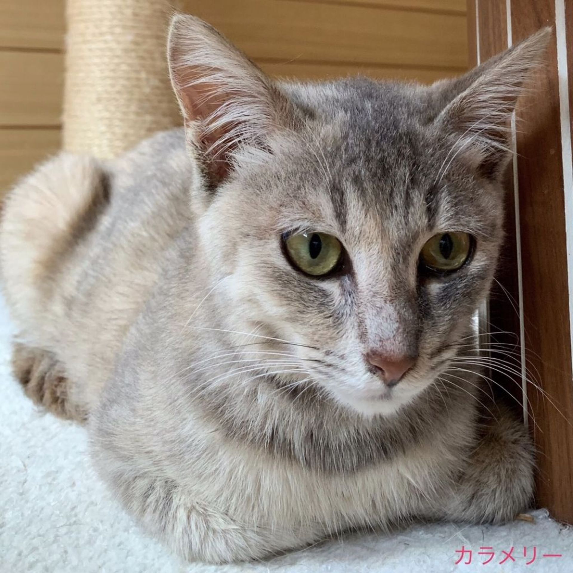 雑種（ミックス猫）・メスの里親募集の写真