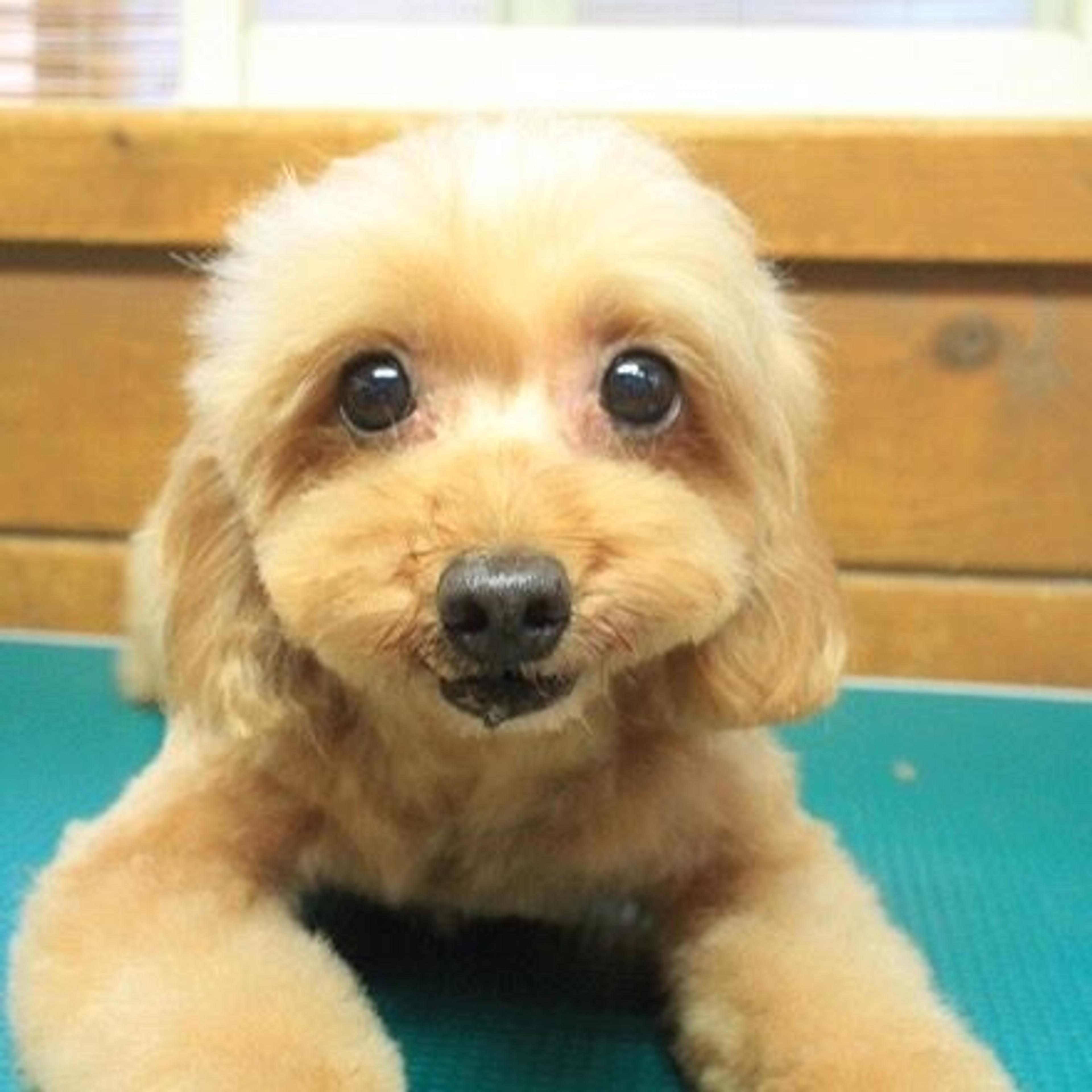 pet-image-3