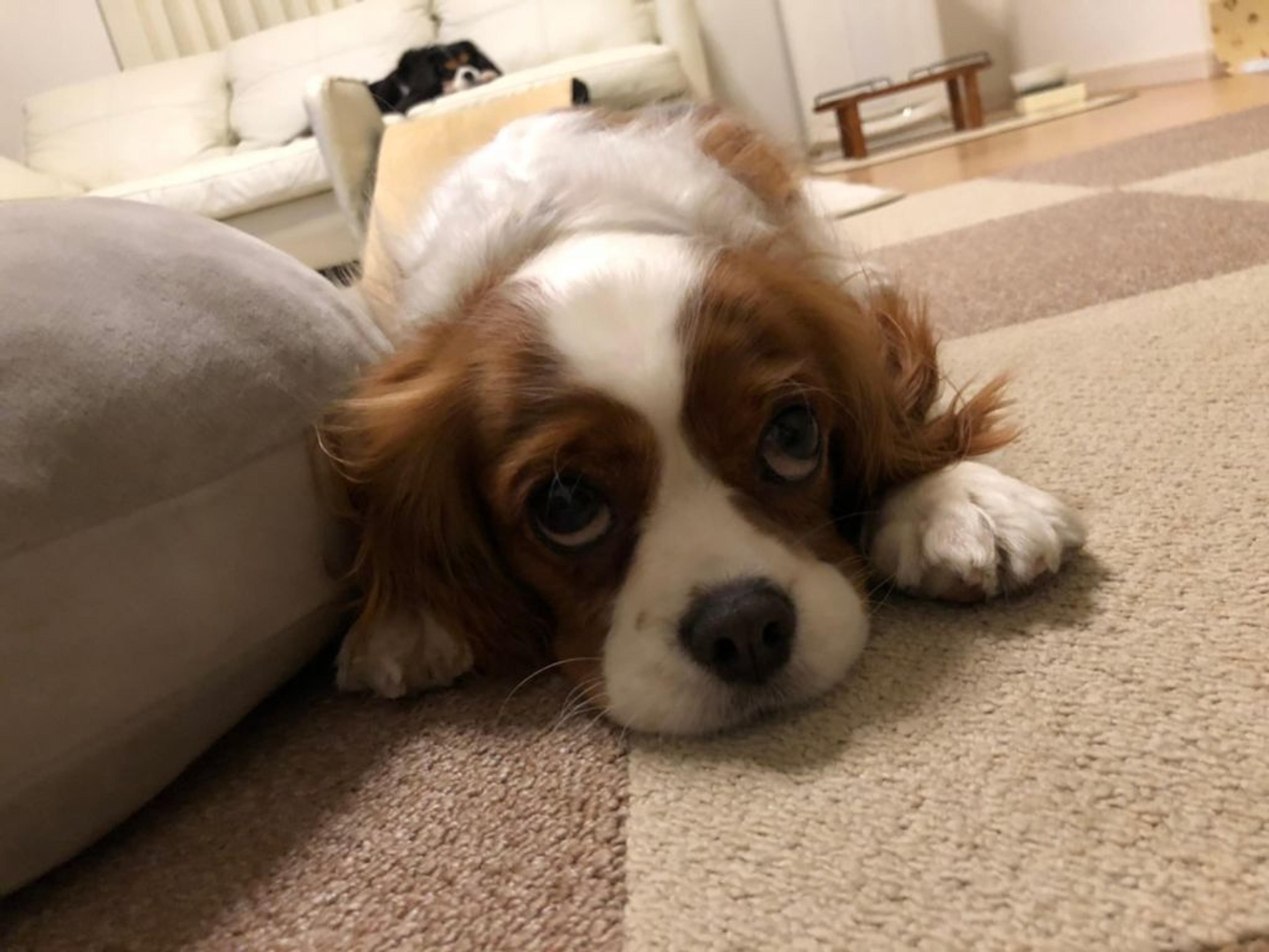 pet-image-3