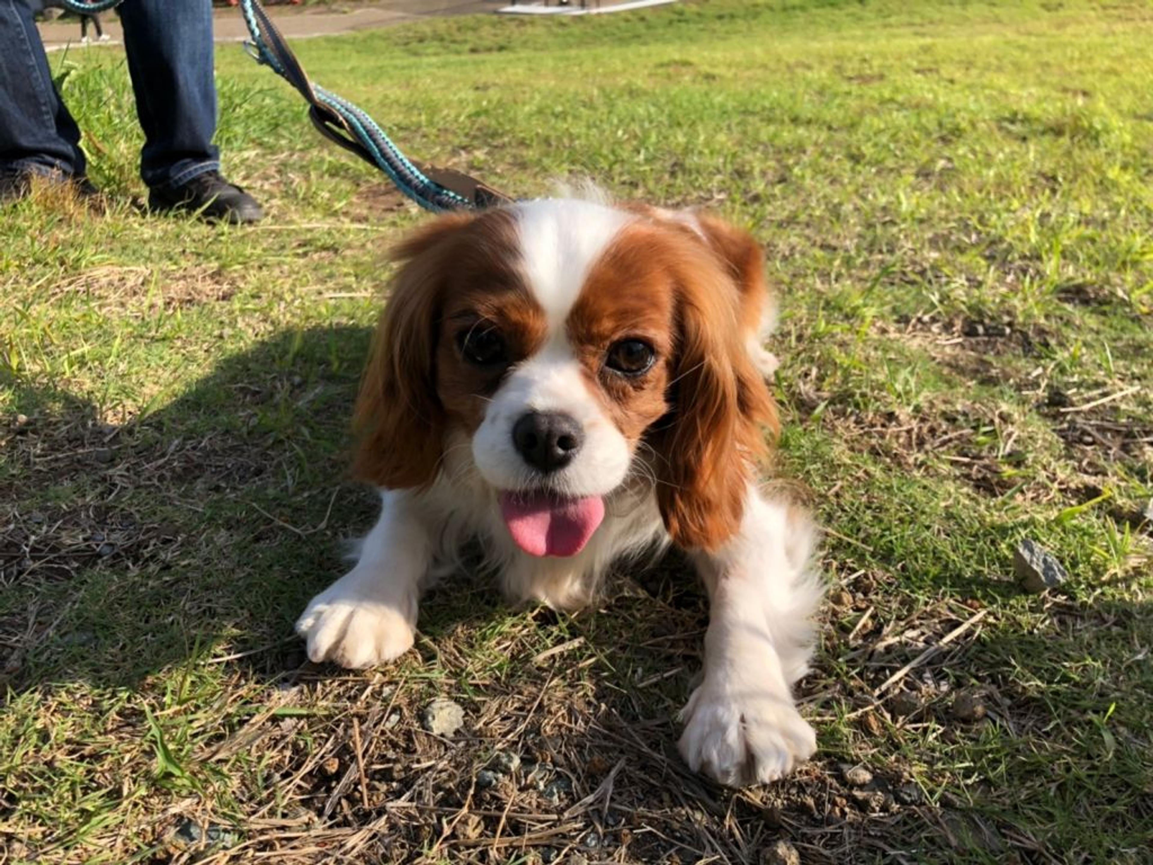 pet-image-4